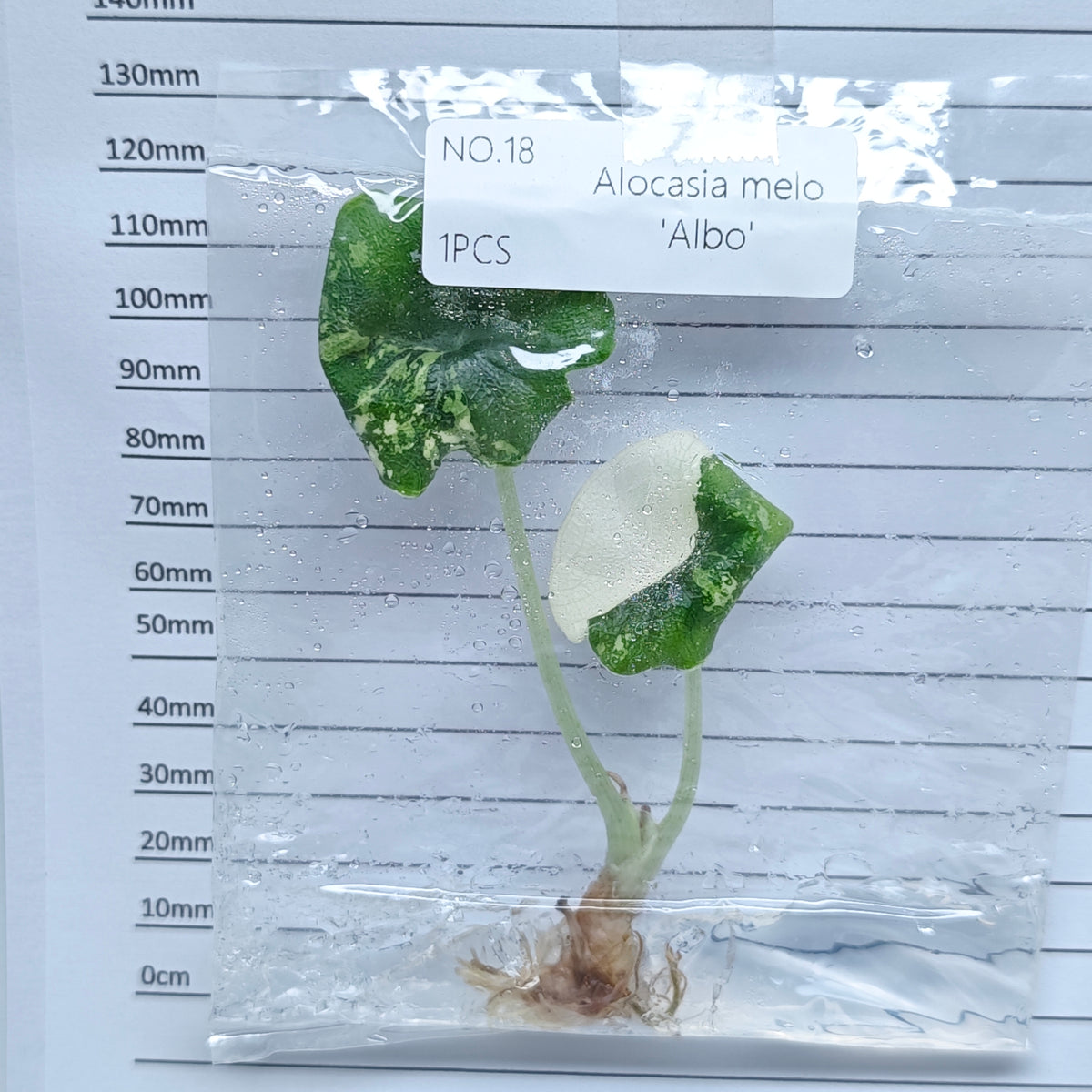Alocasia melo Albo Variegated (1plant/bag) - Tissue culture