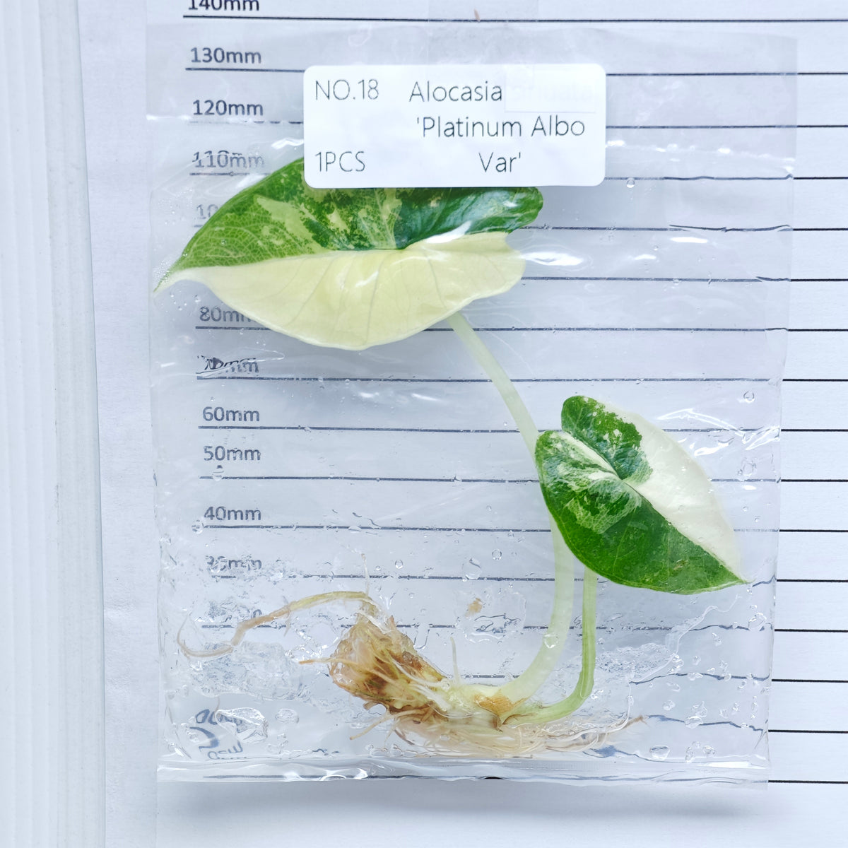 Alocasia Bisma Albo/ Platinum Albo Variegated (1plant/bag) - Tissue culture