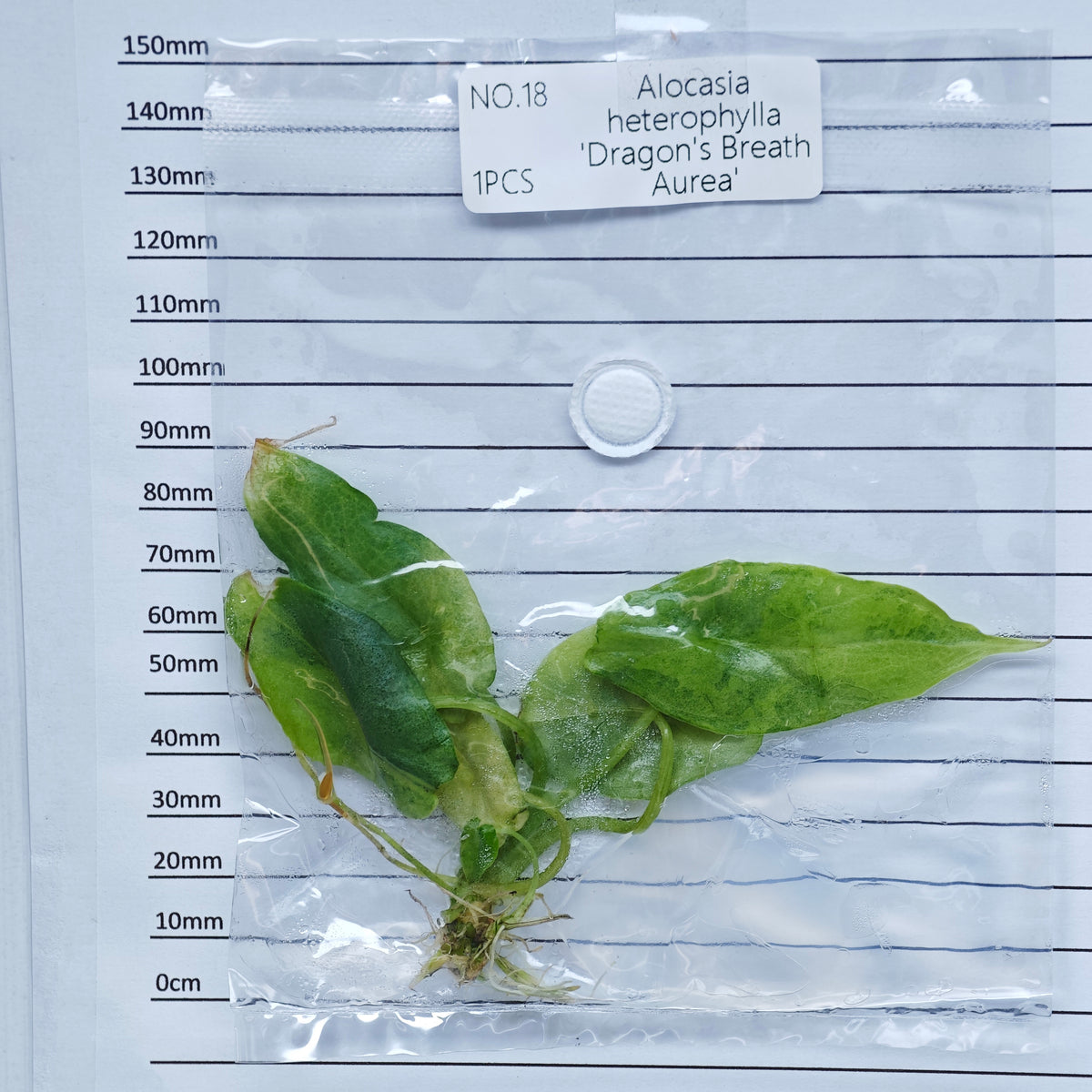 Alocasia heterophylla Dragon’s Breath Aurea Variegated (1plant/bag) - Tissue culture