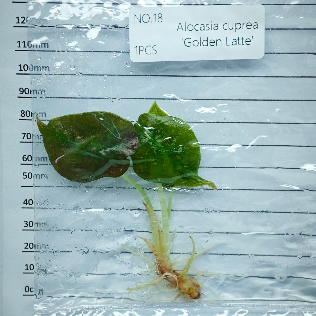 Alocasia cuprea Golden latte Variegated (1plant/bag) - Tissue culture