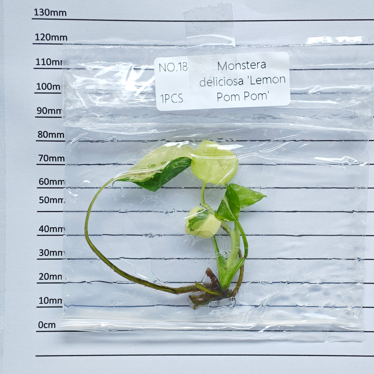 Monstera Lemon Pompom (1plant/bag) - Tissue culture