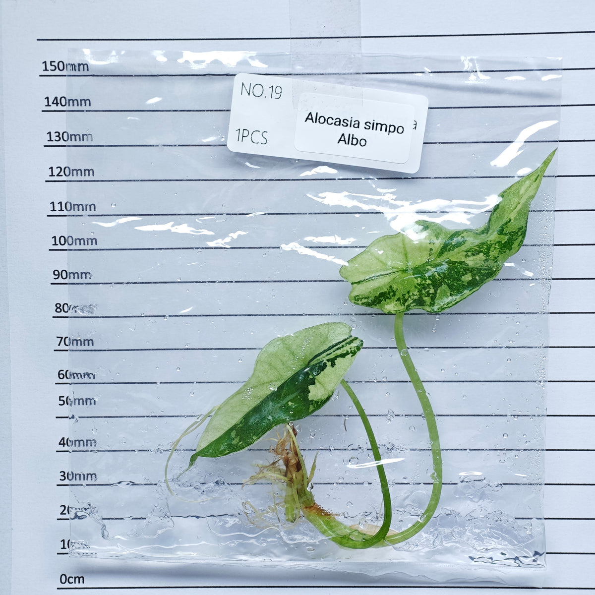 Alocasia Simpo Albo Variegated (1plant/bag) - Tissue culture
