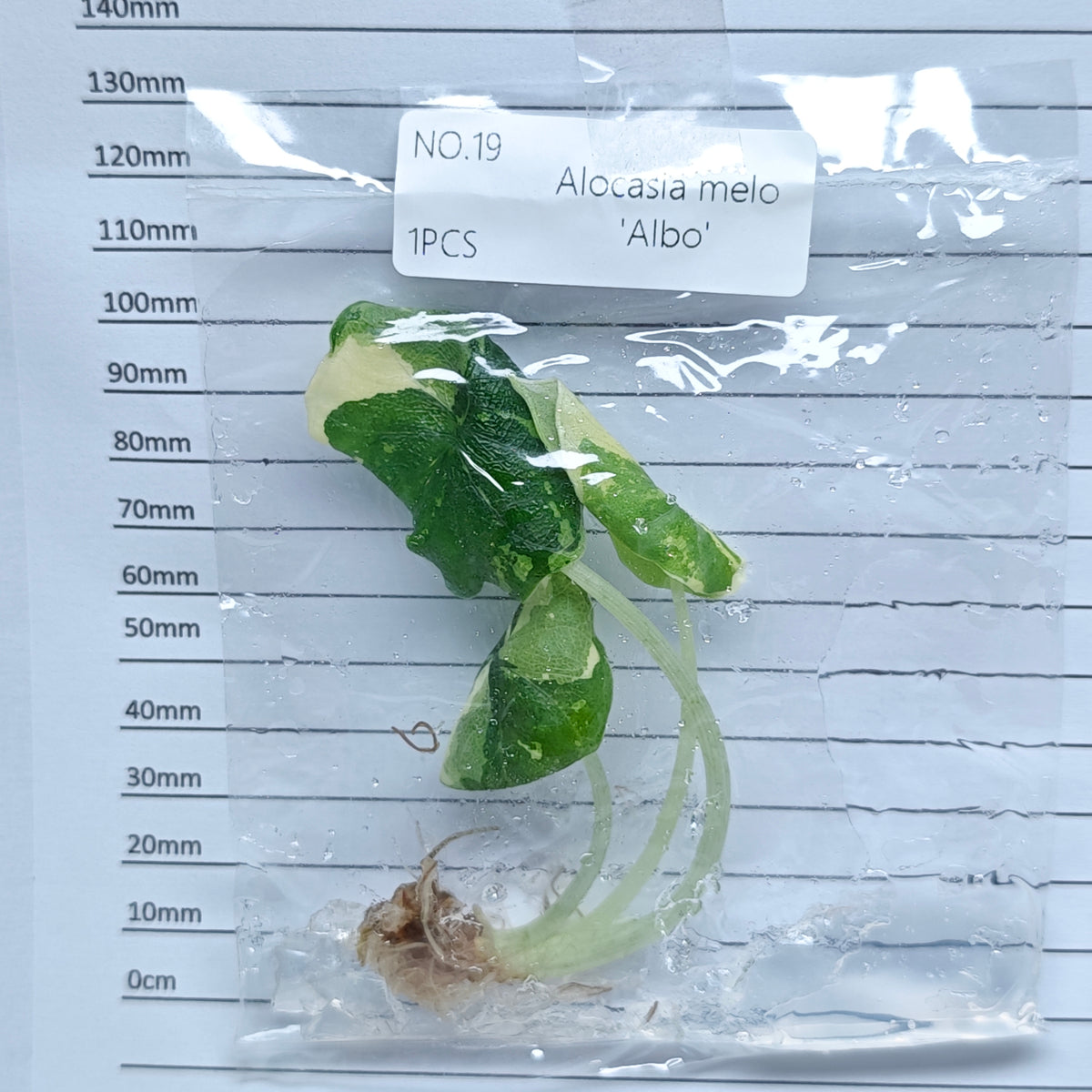Alocasia melo Albo Variegated (1plant/bag) - Tissue culture