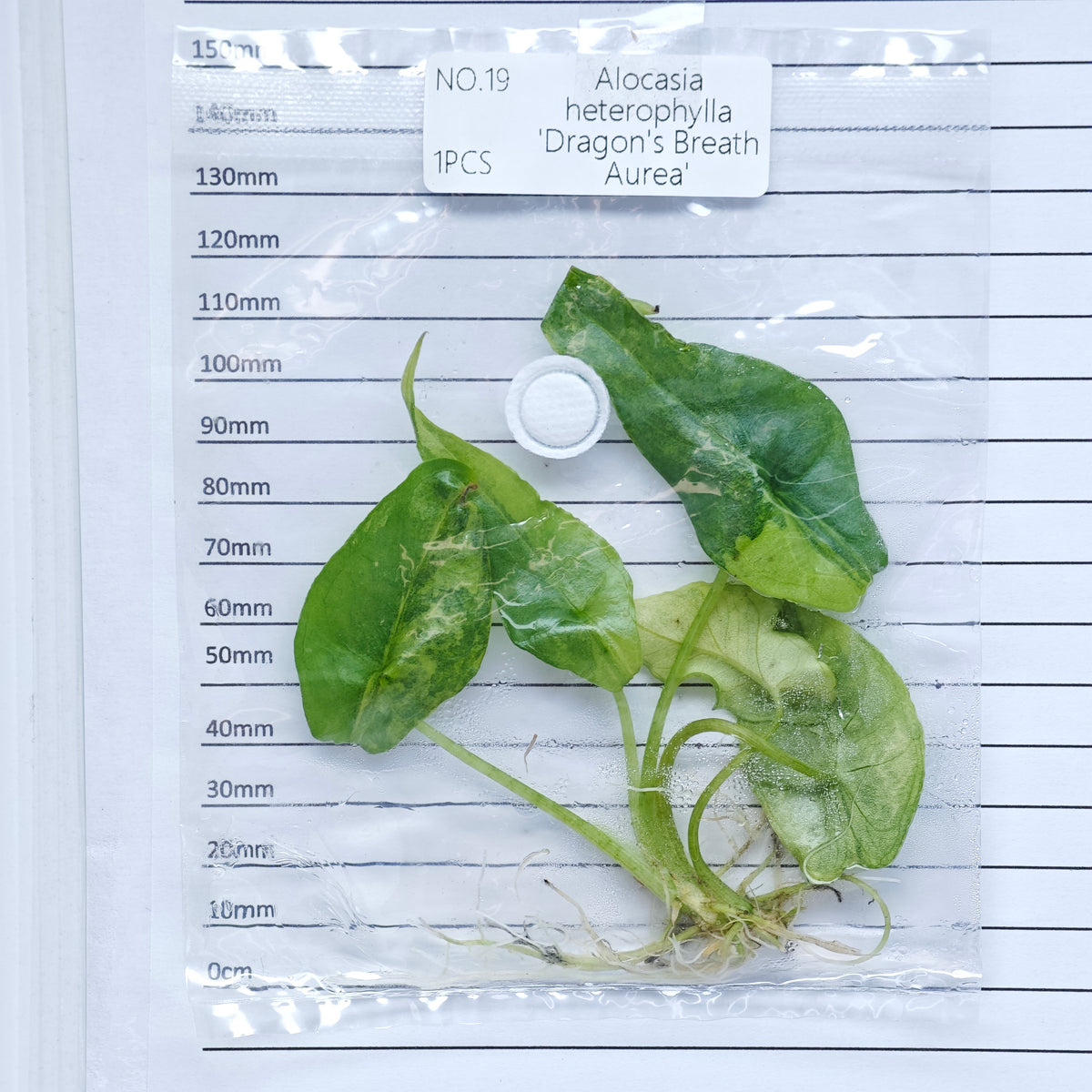 Alocasia heterophylla Dragon’s Breath Aurea Variegated (1plant/bag) - Tissue culture