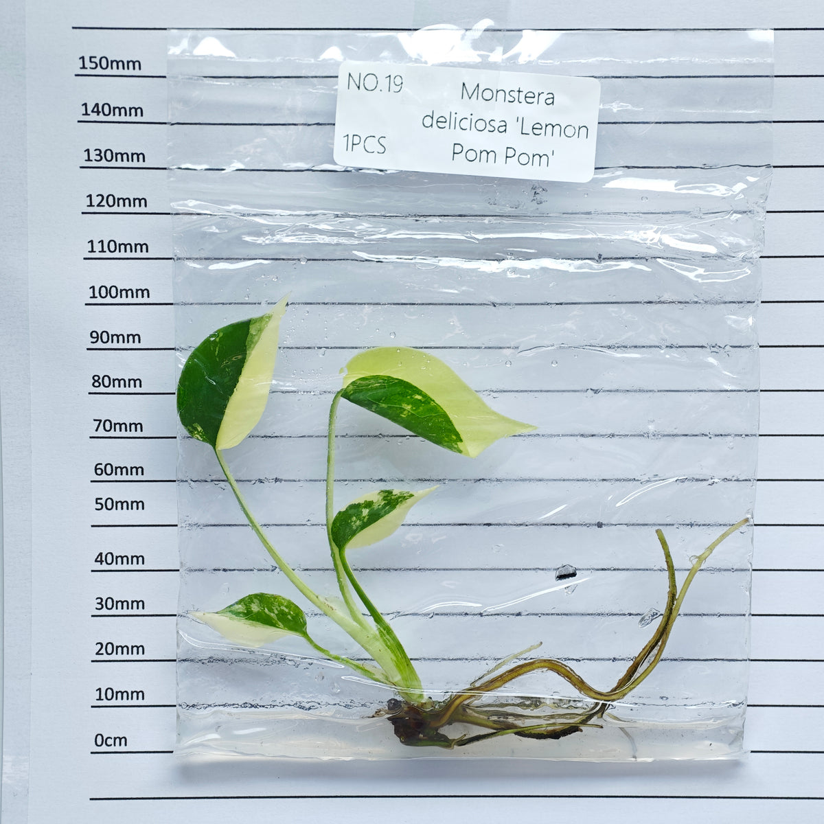 Monstera Lemon Pompom (1plant/bag) - Tissue culture