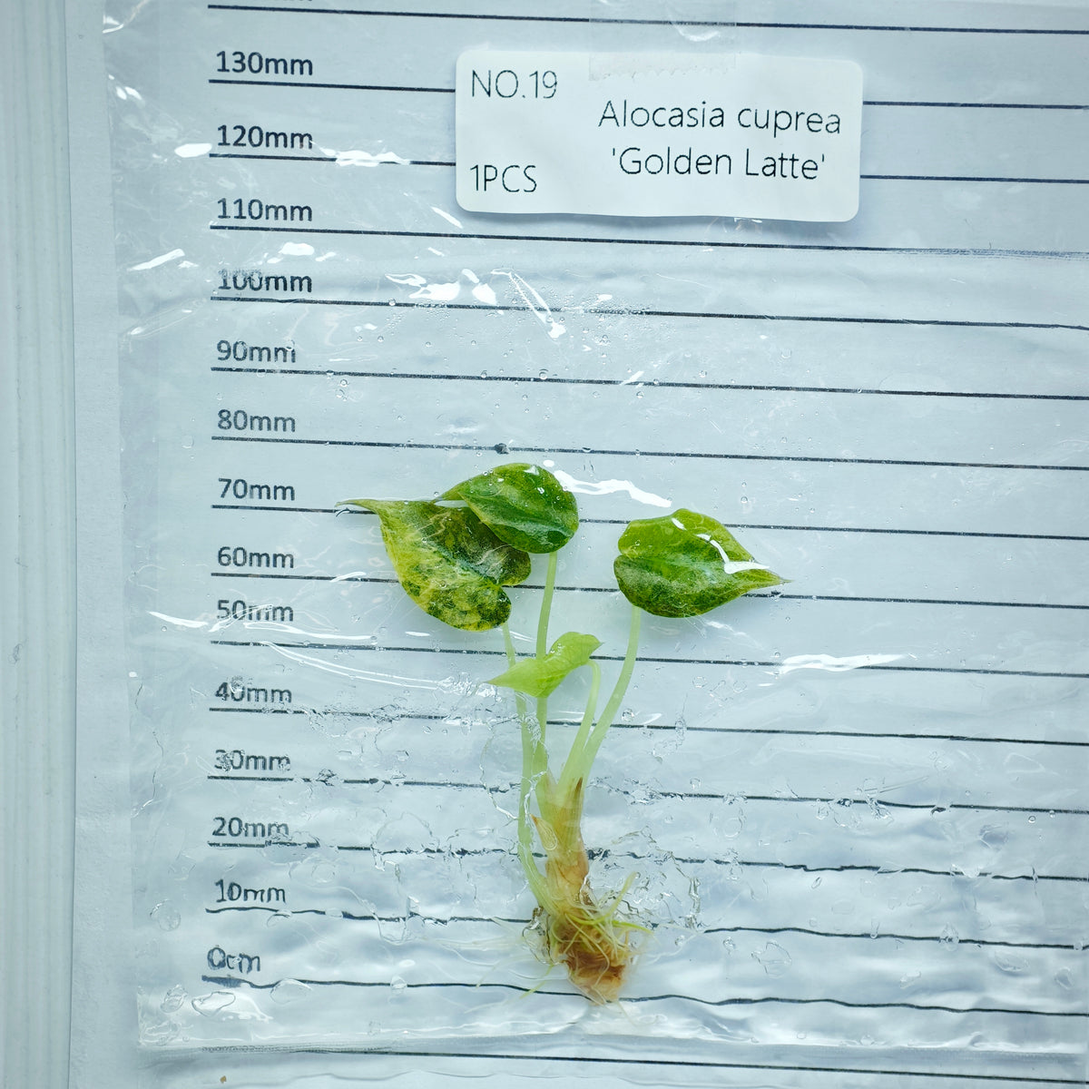 Alocasia cuprea Golden latte Variegated (1plant/bag) - Tissue culture