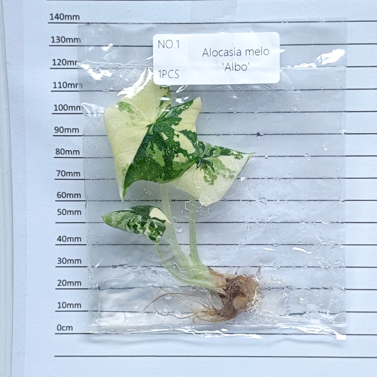 Alocasia melo Albo Variegated (1plant/bag) - Tissue culture
