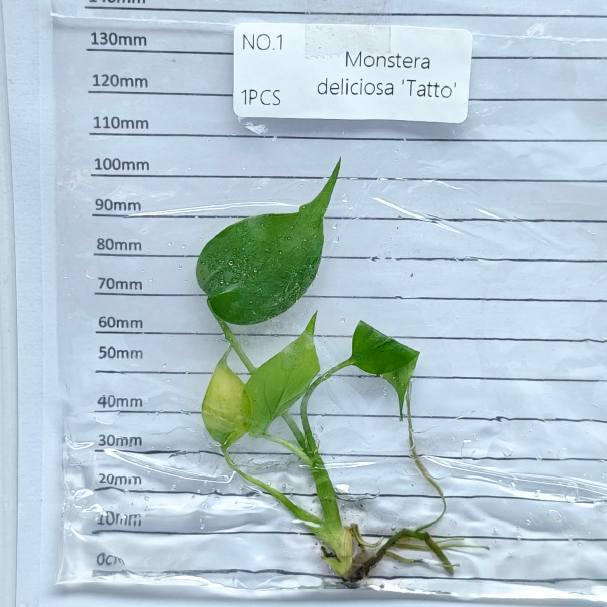 Monstera Tattoo (1plant/bag) - Tissue culture