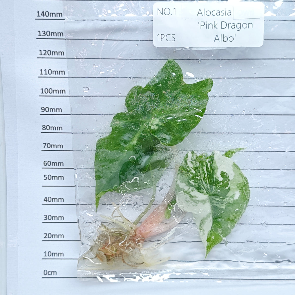 Alocasia Pink Dragon Albo/Pink Variegated (1plant/bag) - Tissue culture