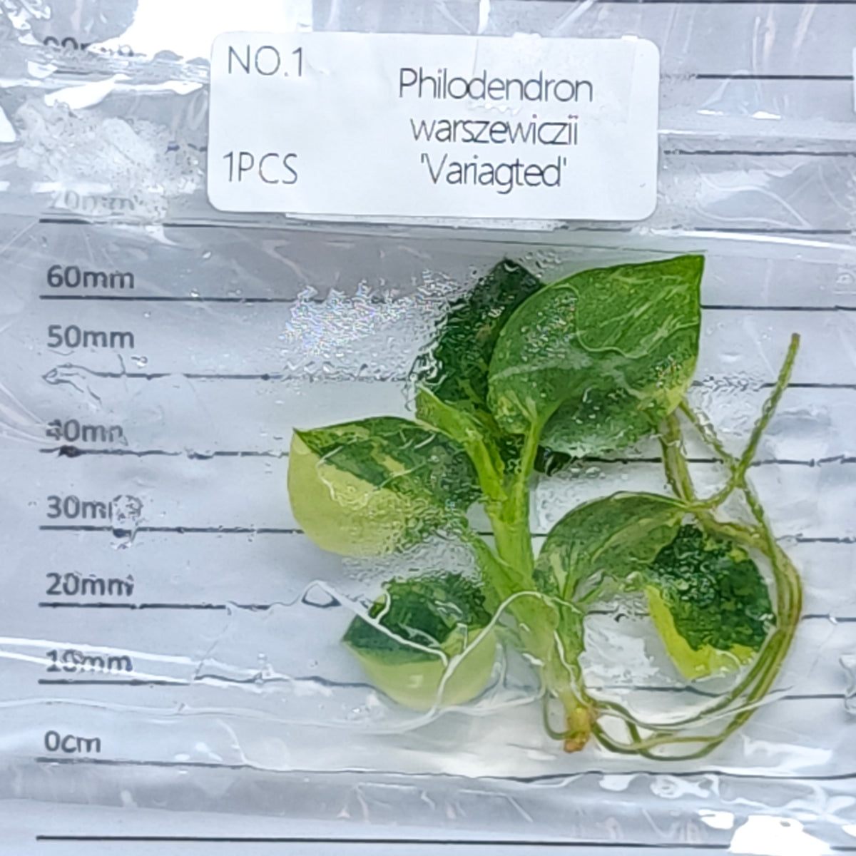 Philodendron warscewiczii variegated (1plant/bag) - Tissue culture