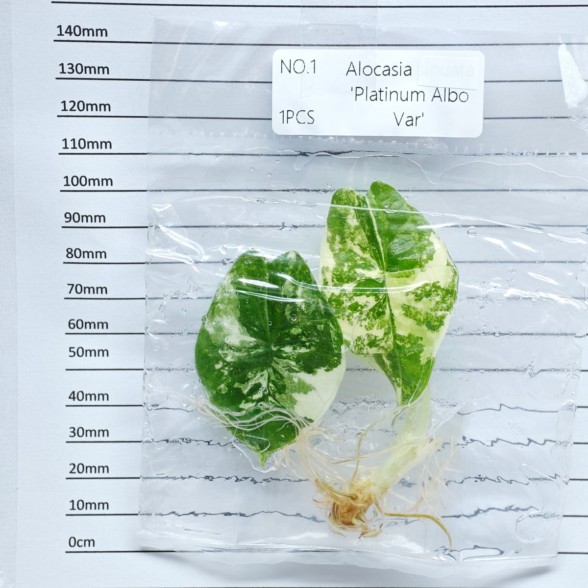 Alocasia Bisma Albo/ Platinum Albo Variegated (1plant/bag) - Tissue culture