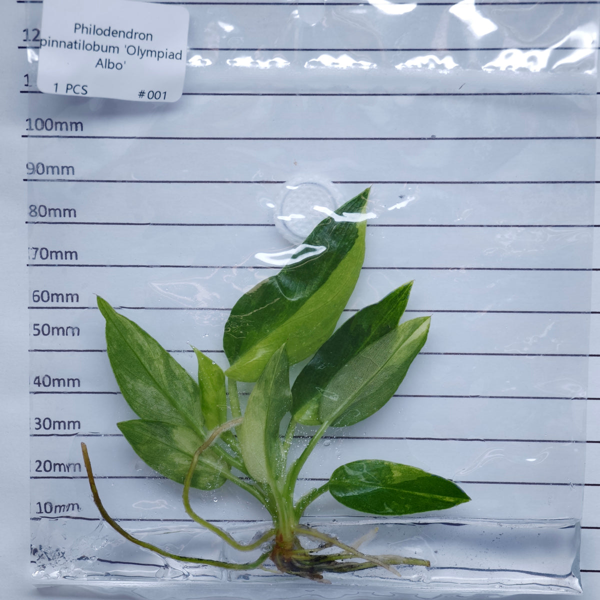 Philodendron pinnatifidum Olympiad Variegated - Tissue culture (1plant/bag)