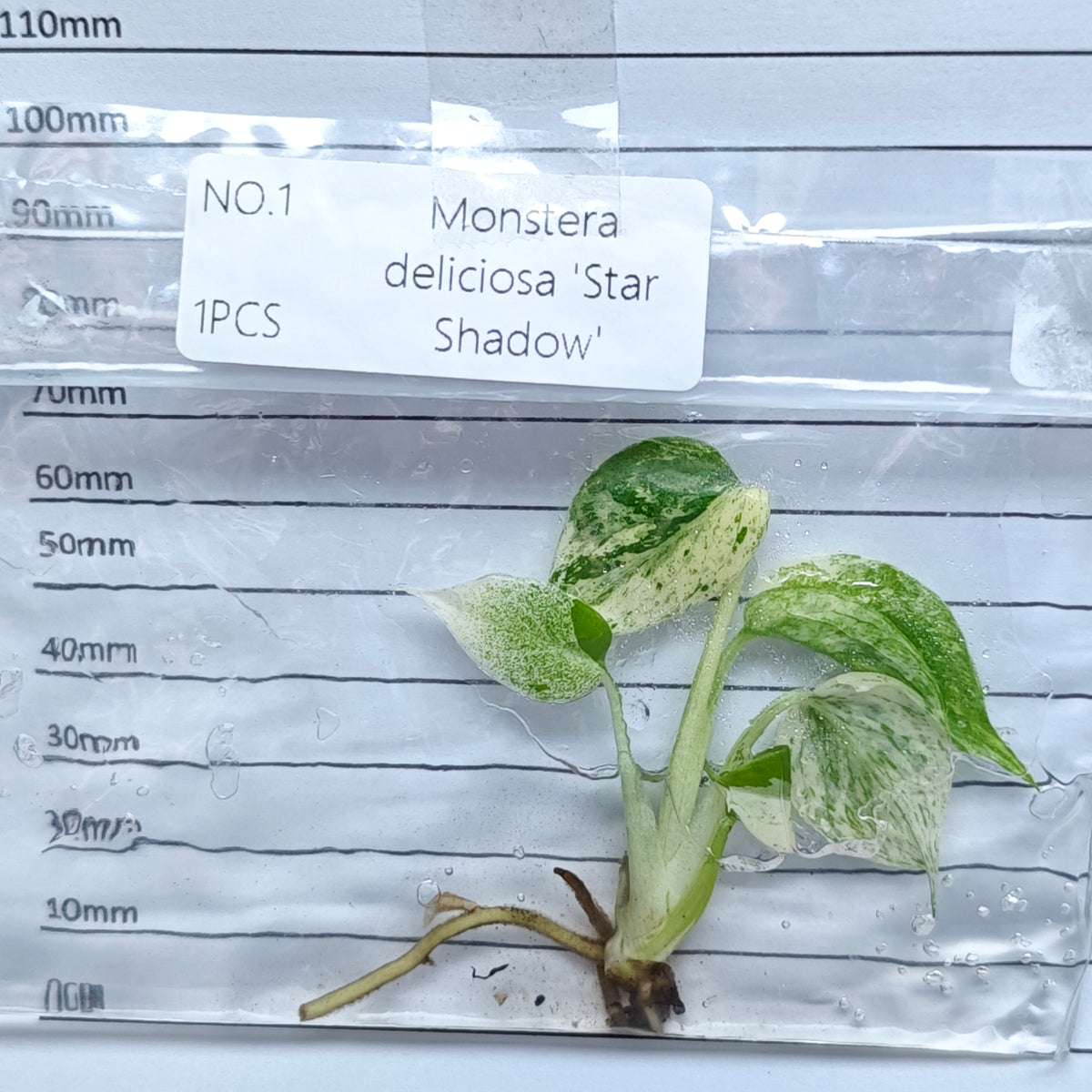 Monstera Star Shadow (1plant/bag) - Tissue culture