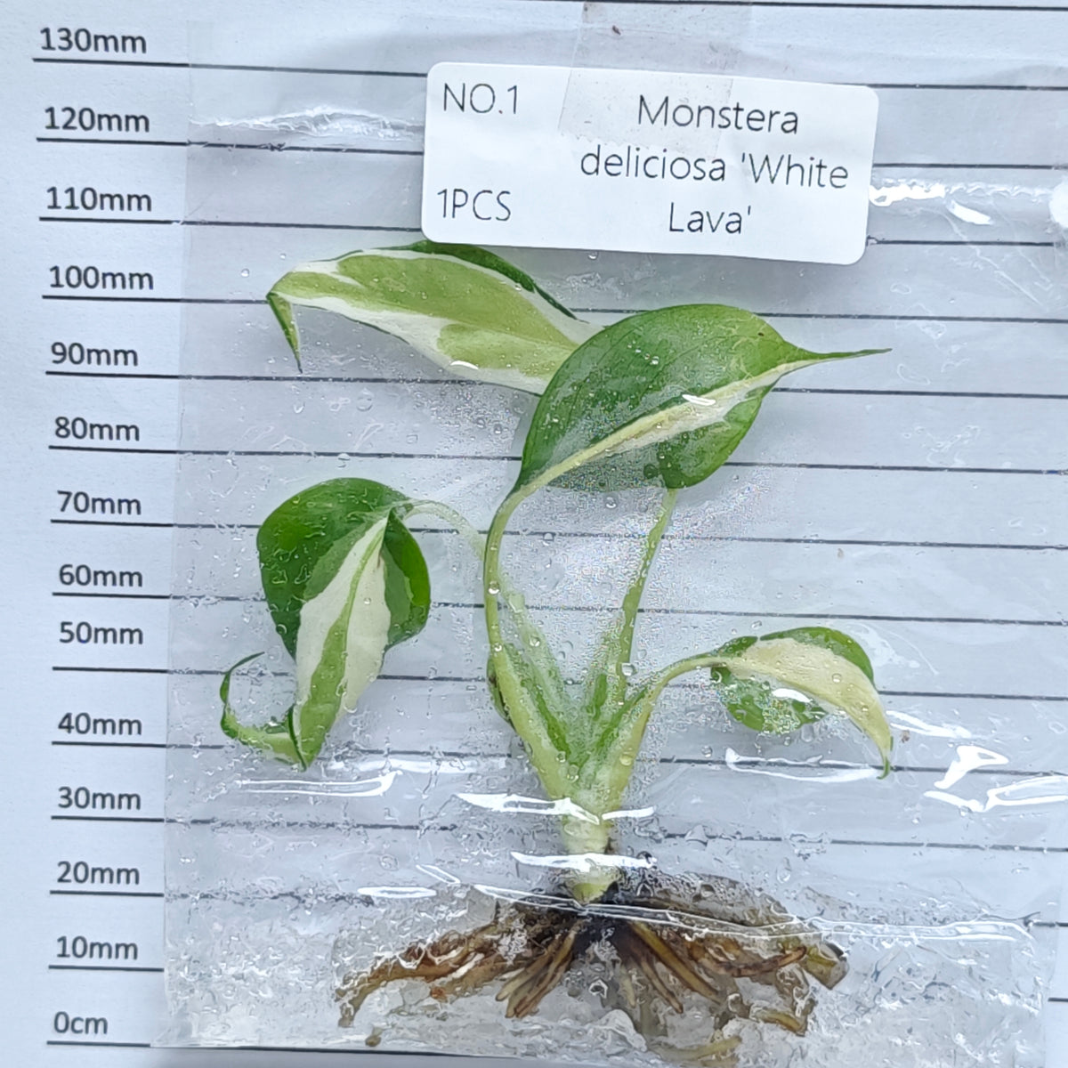 Monstera White Lava (1plant/bag) - Tissue culture