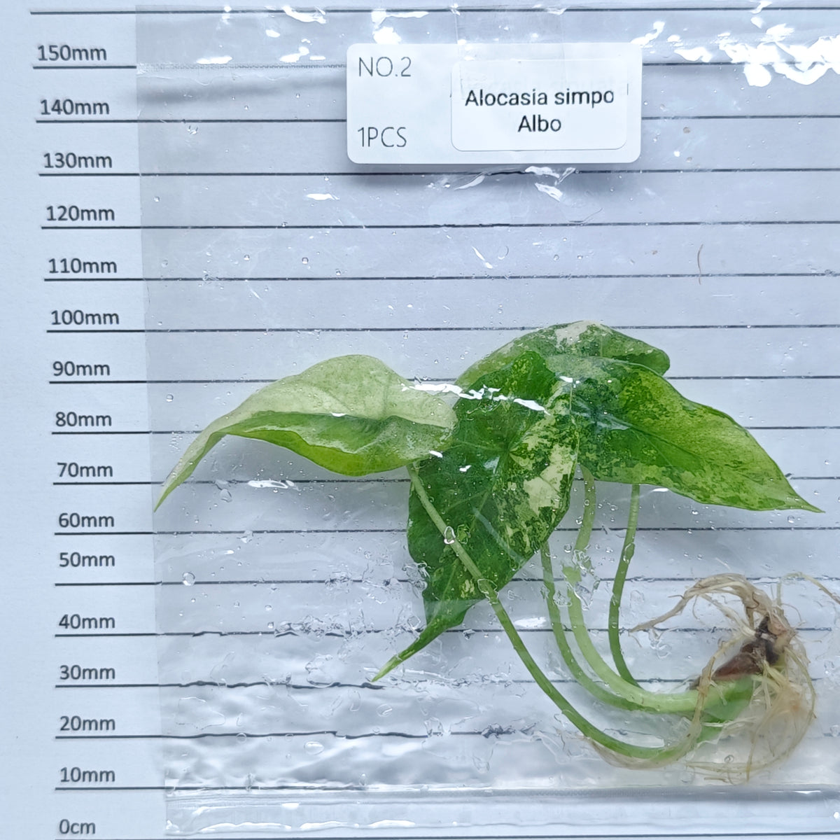Alocasia Simpo Albo Variegated (1plant/bag) - Tissue culture