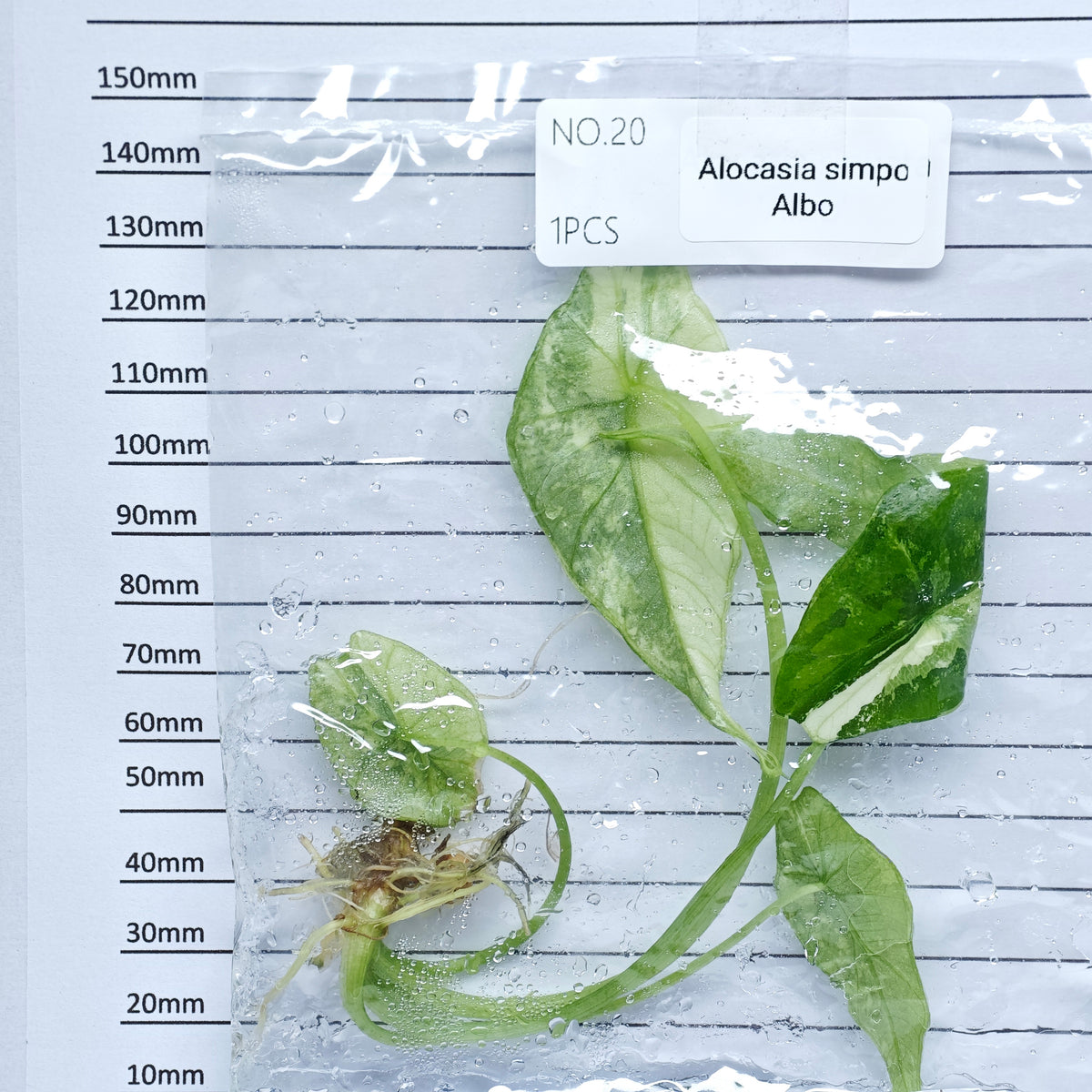 Alocasia Simpo Albo Variegated (1plant/bag) - Tissue culture