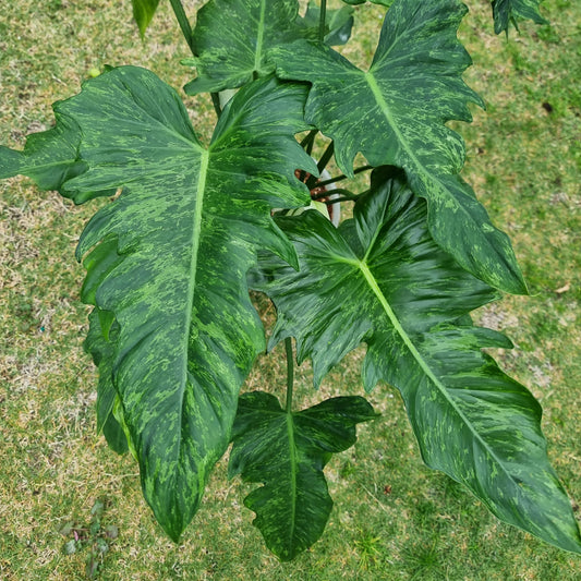 rare Philodendron Golden Dragon Lime Fiddle for sale in Perth Australia