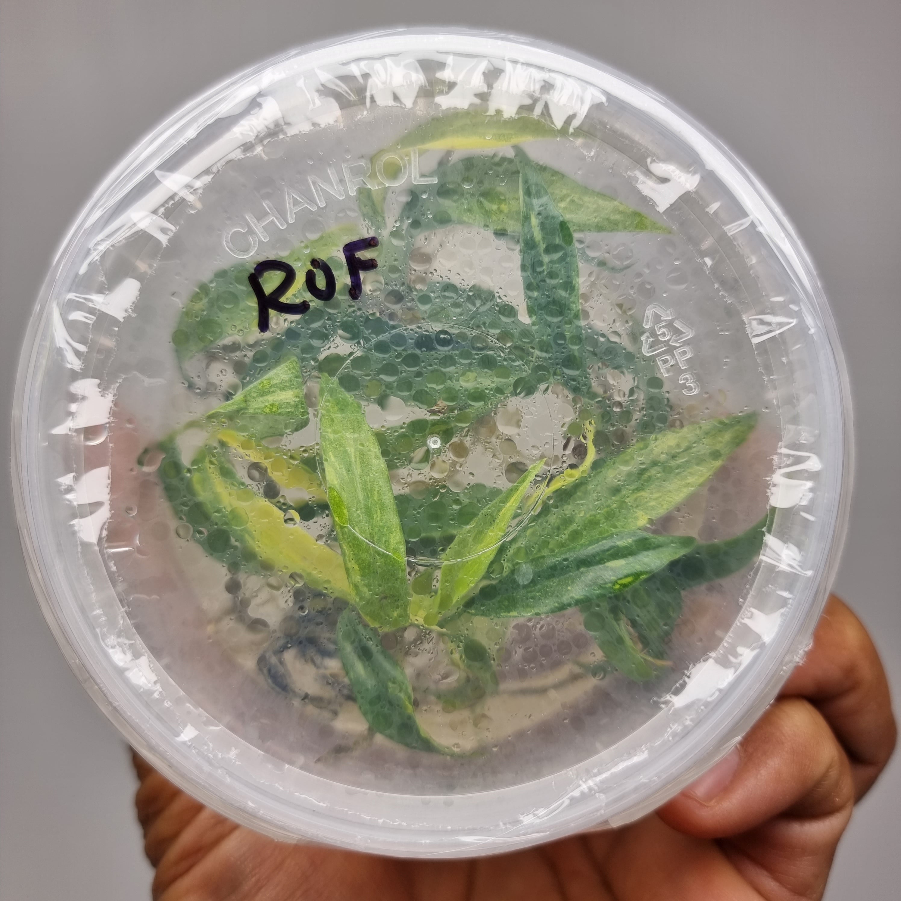 Tissue Culture Kits Flora Magnifica Australia