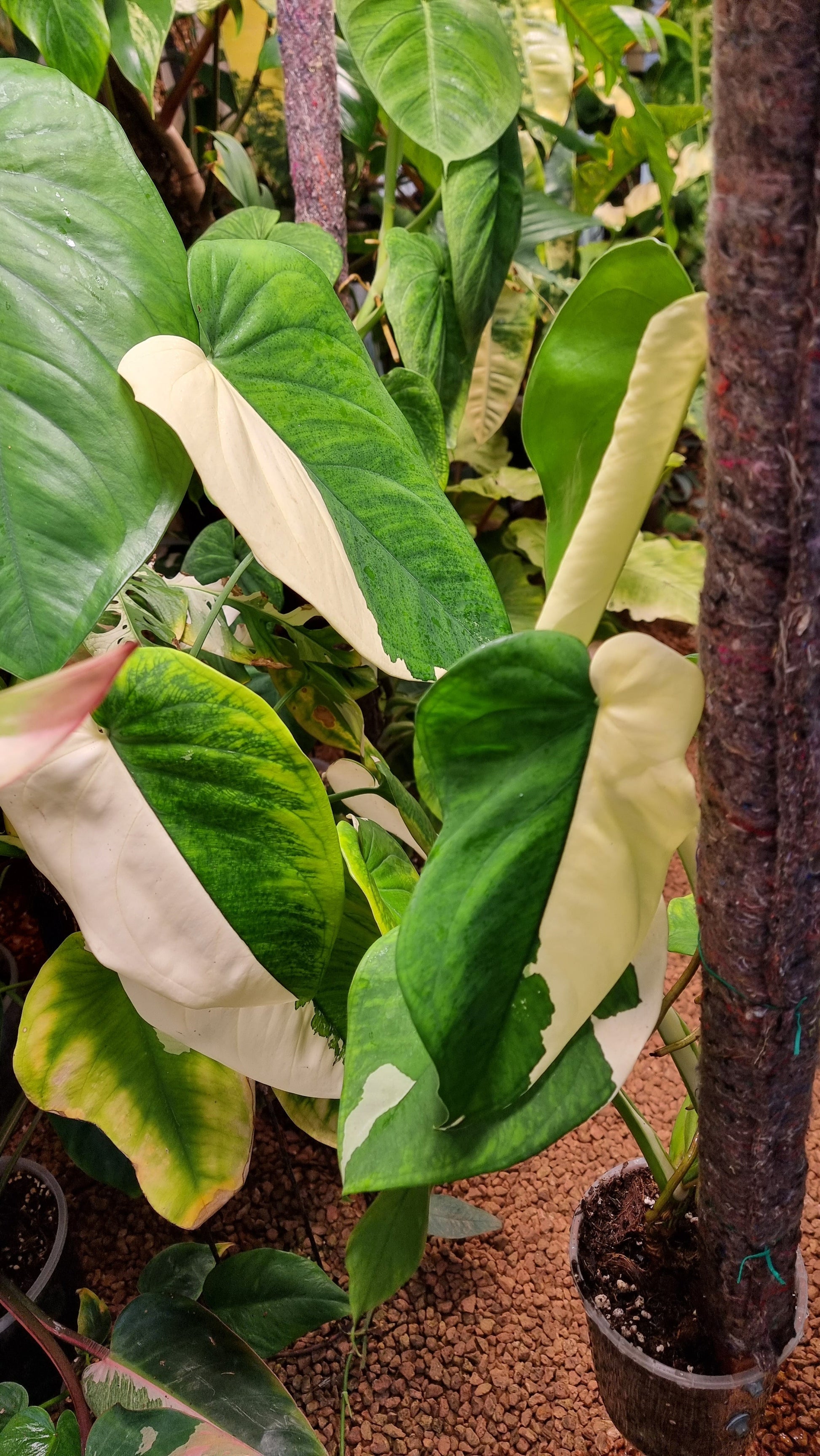 rare-syngonium-chiapense-variegated-for-sale-in-Perth-Australia