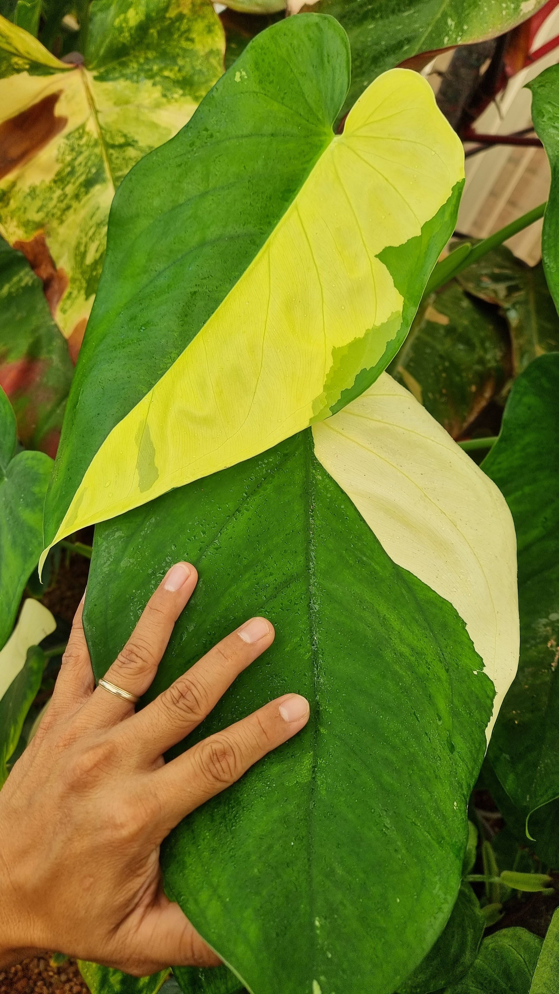 rare-syngonium-chiapense-variegated-for-sale-in-Perth-Australia