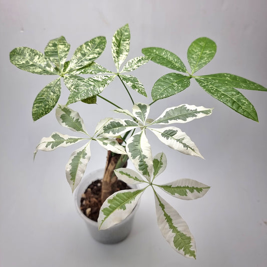 rare Variegated Pachira aquatica for sale in Perth Australia