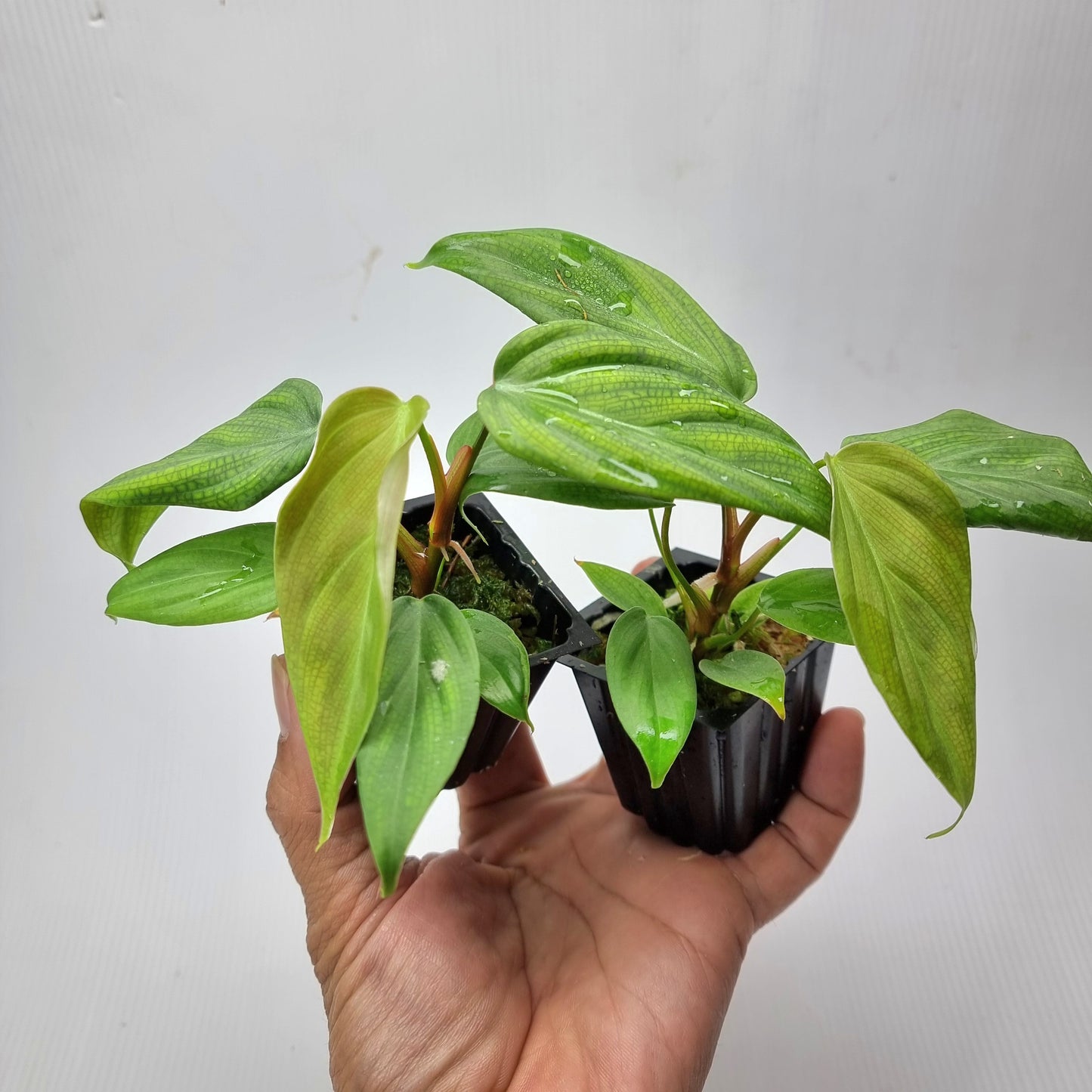 rare Philodendron Fuzzy Petiole (TC) for sale in Perth Australia