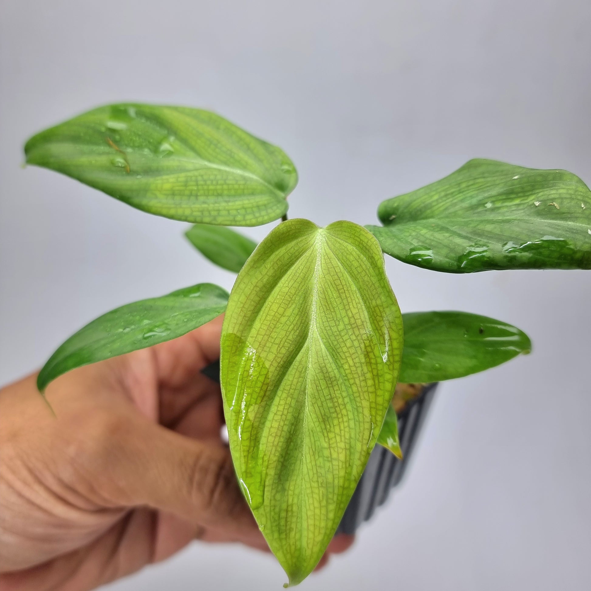 rare Philodendron Fuzzy Petiole (TC) for sale in Perth Australia