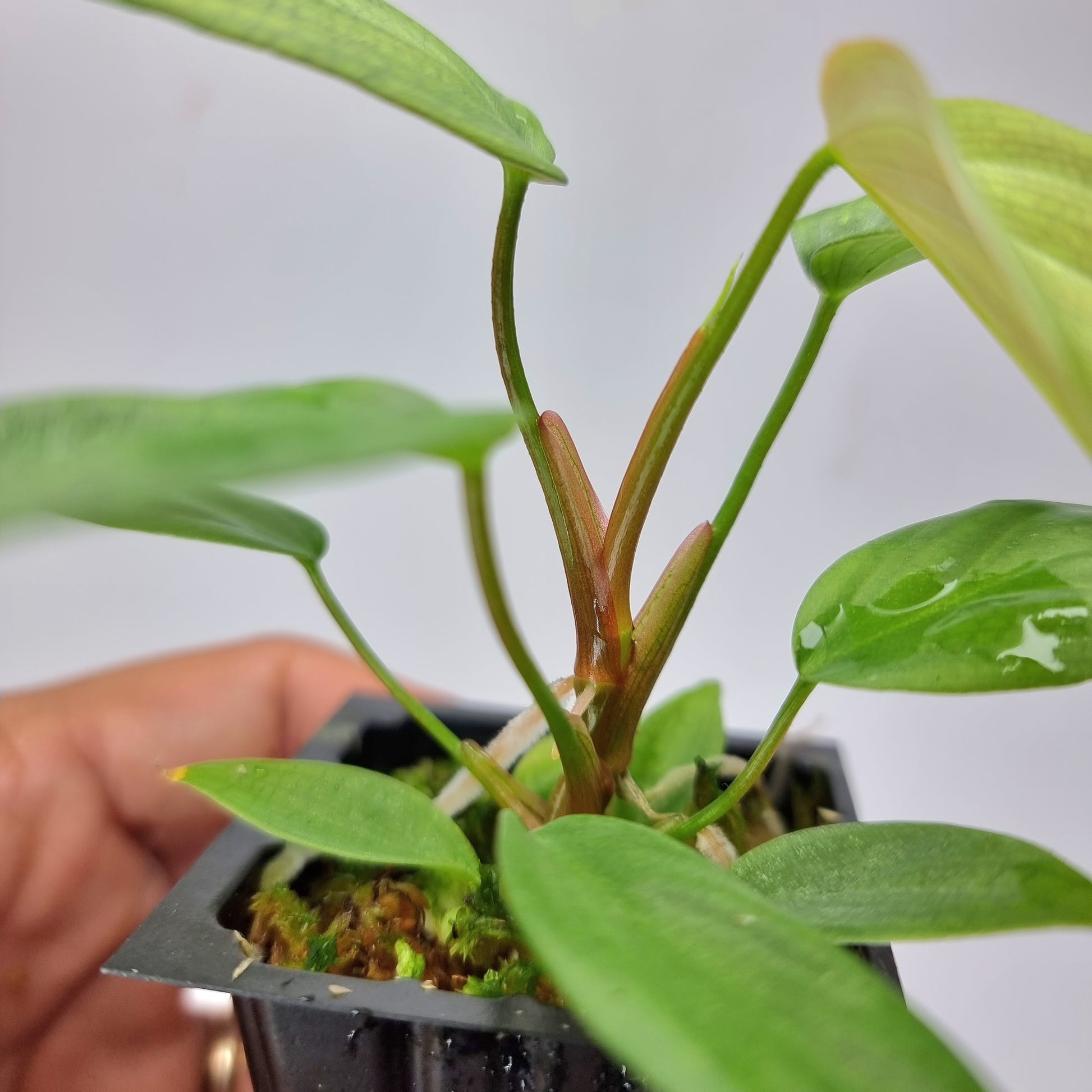 rare Philodendron Fuzzy Petiole (TC) for sale in Perth Australia