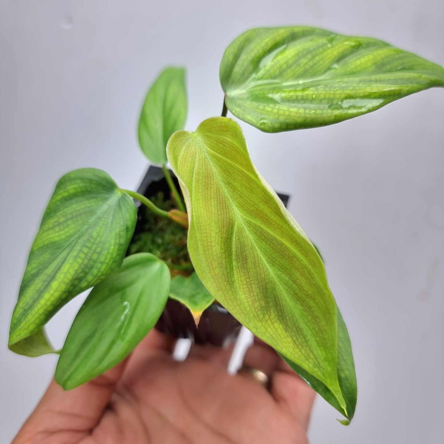 rare Philodendron Fuzzy Petiole (TC) for sale in Perth Australia