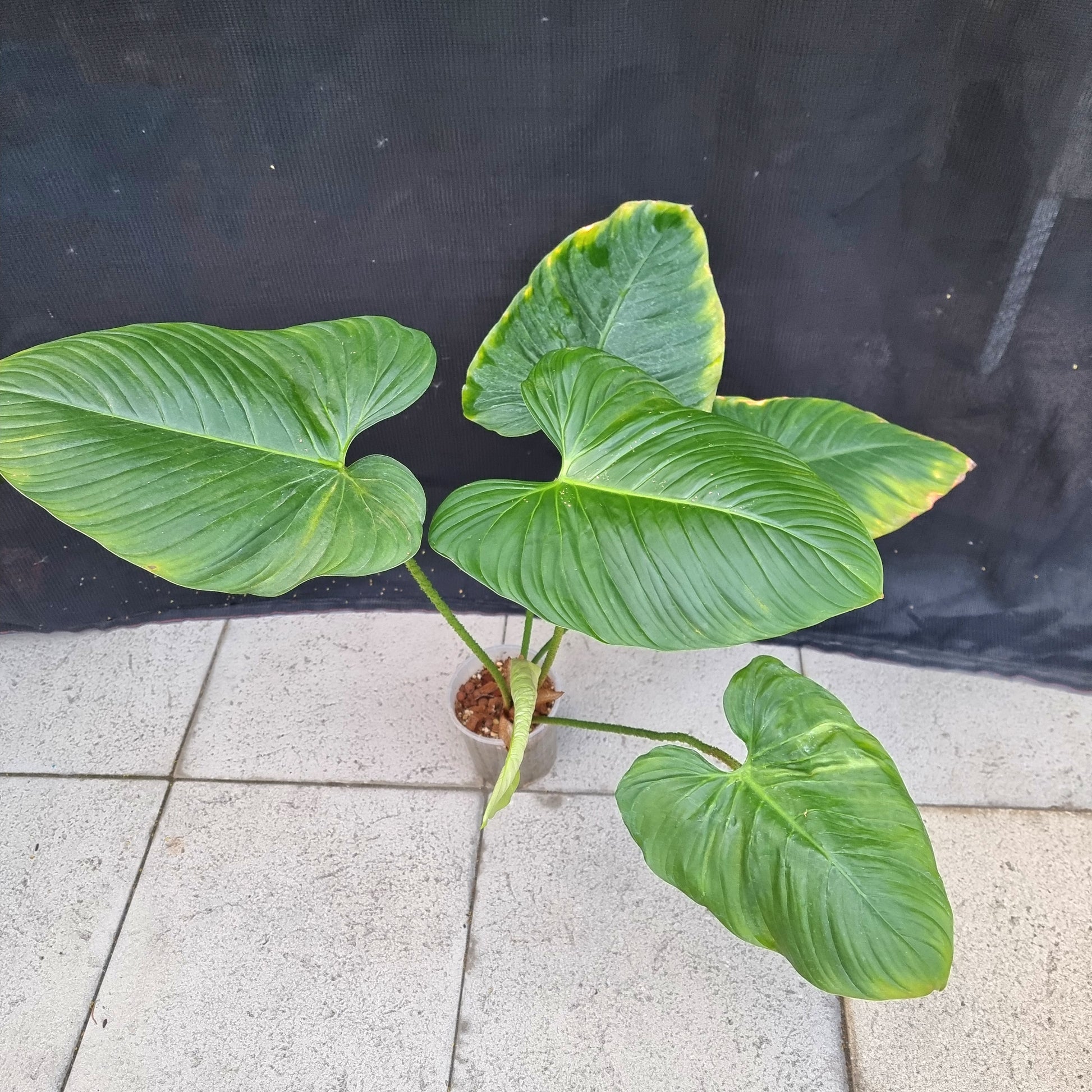 rare Philodendron Fuzzy Petiole (TC) for sale in Perth Australia