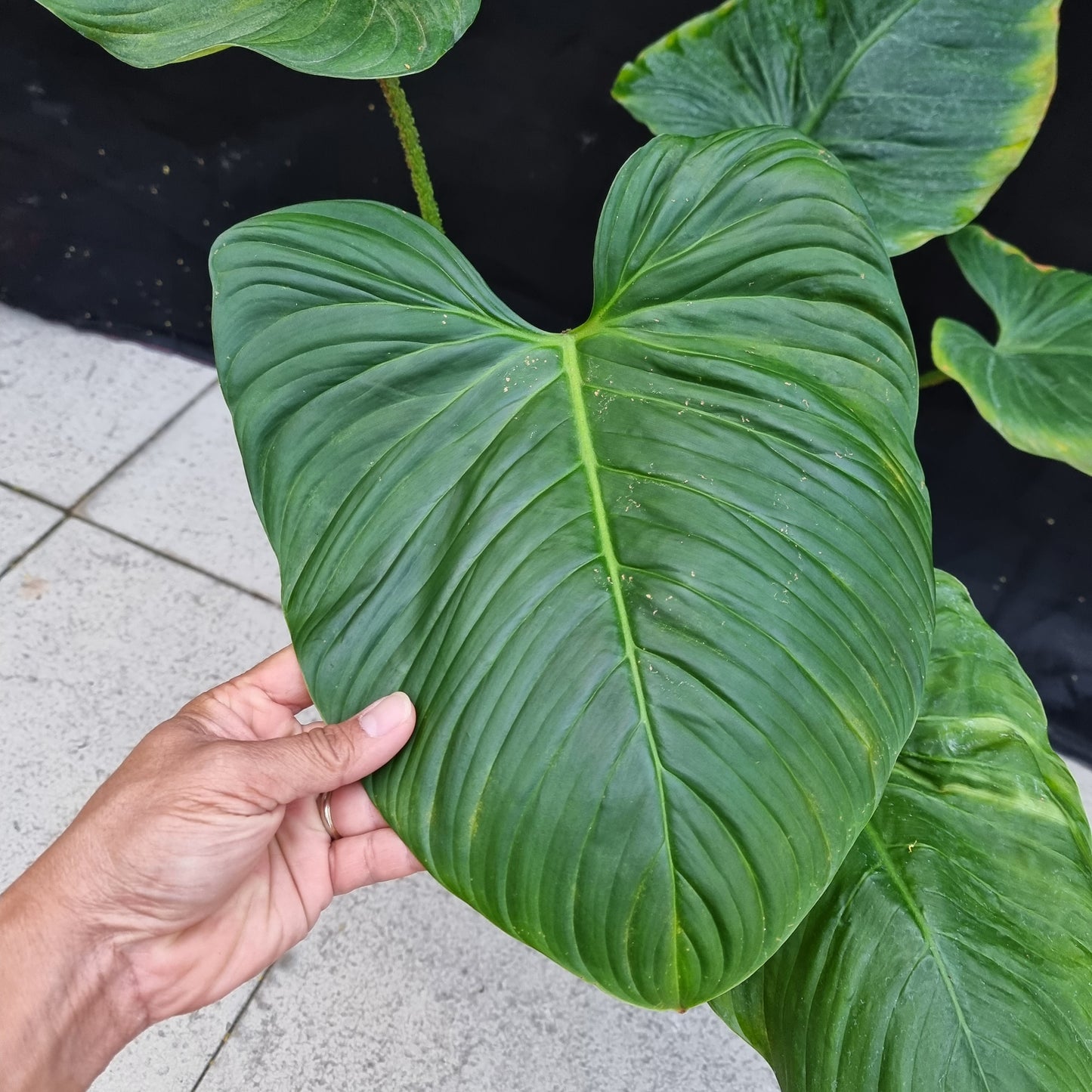 rare Philodendron Fuzzy Petiole (TC) for sale in Perth Australia