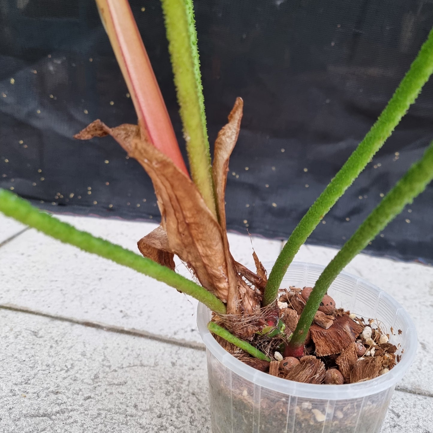 rare Philodendron Fuzzy Petiole (TC) for sale in Perth Australia