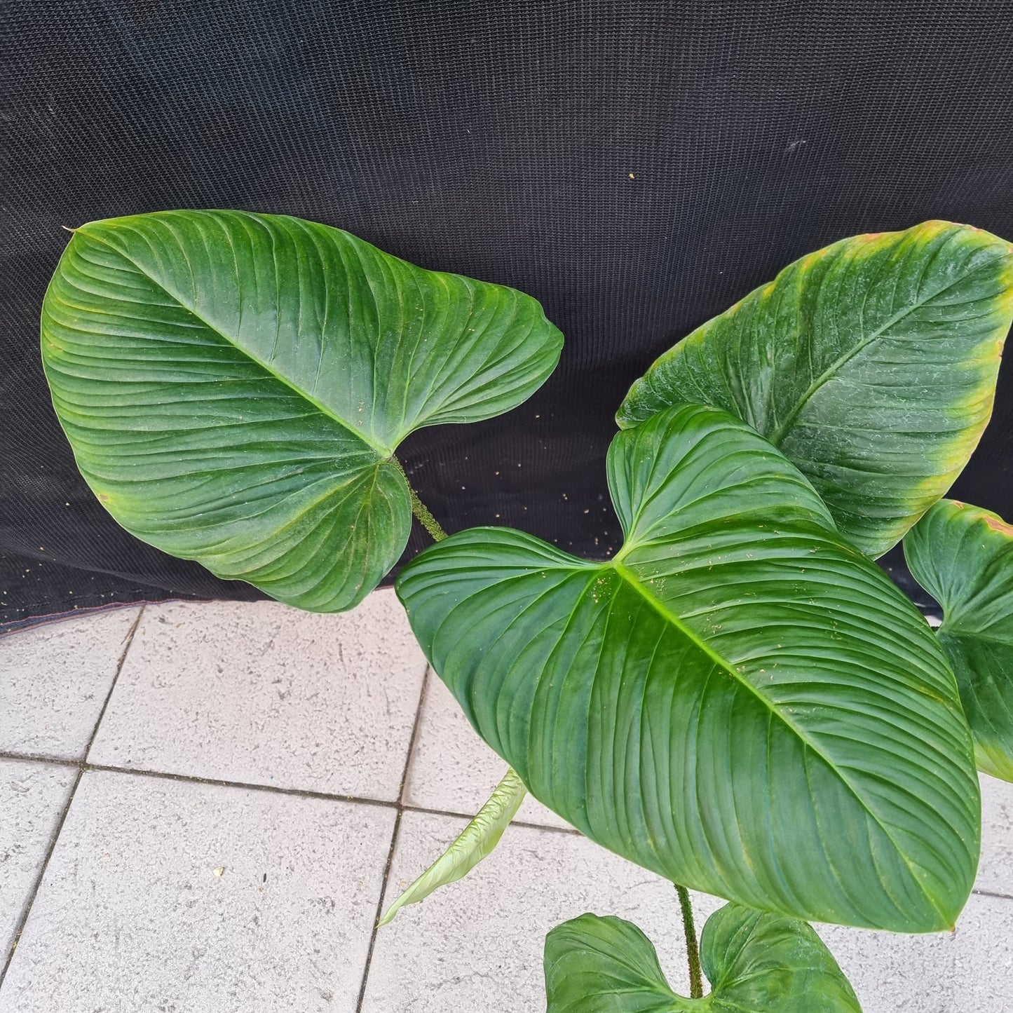 rare Philodendron Fuzzy Petiole (TC) for sale in Perth Australia