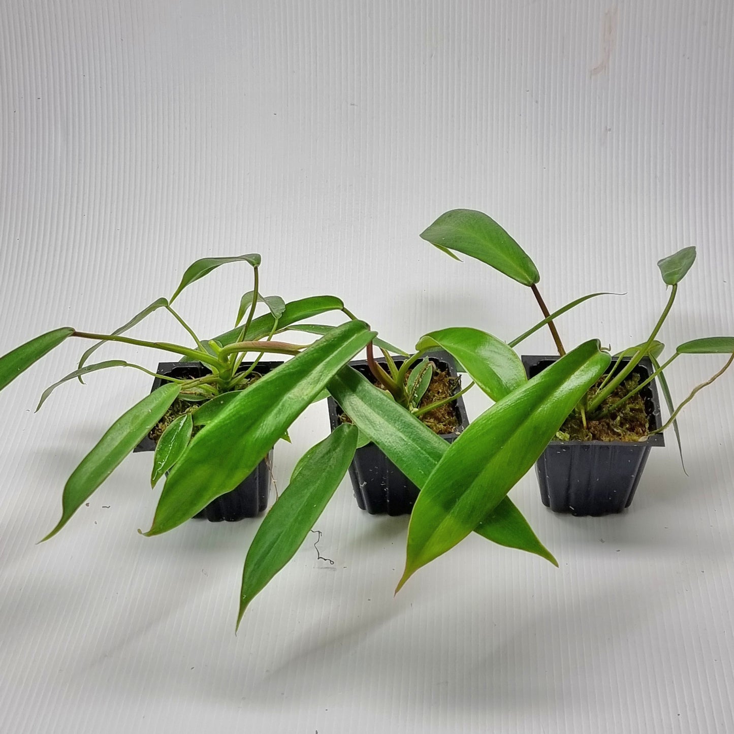 rare Philodendron joepii (TC) for sale in Perth Australia