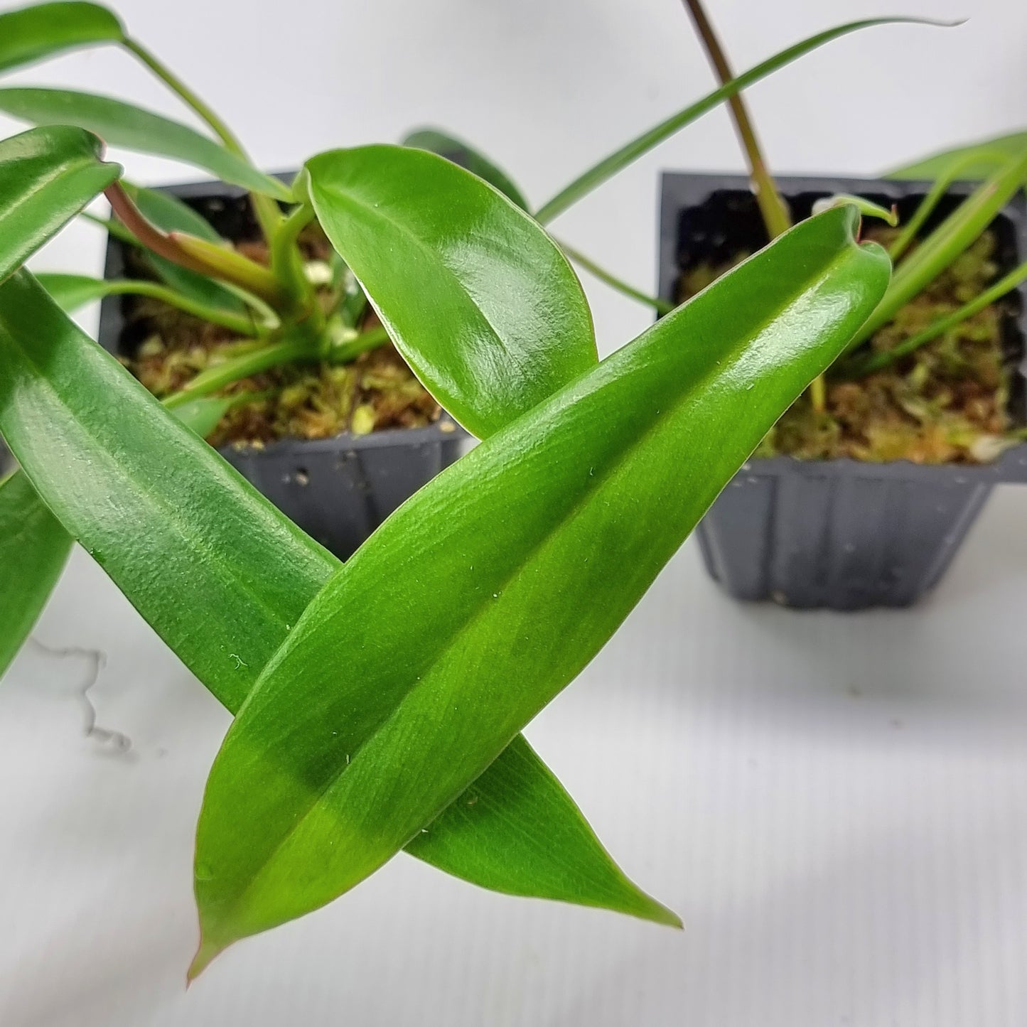 rare Philodendron joepii (TC) for sale in Perth Australia