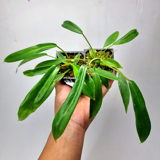 rare Philodendron joepii (TC) for sale in Perth Australia