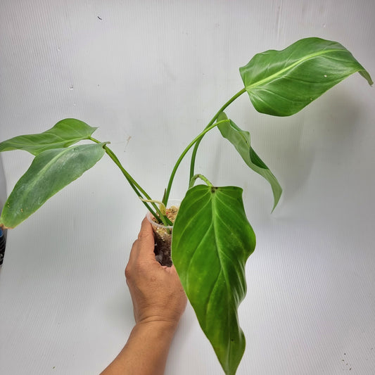 rare Philodendron bernardopazzi for-sale-in-Perth-Australia