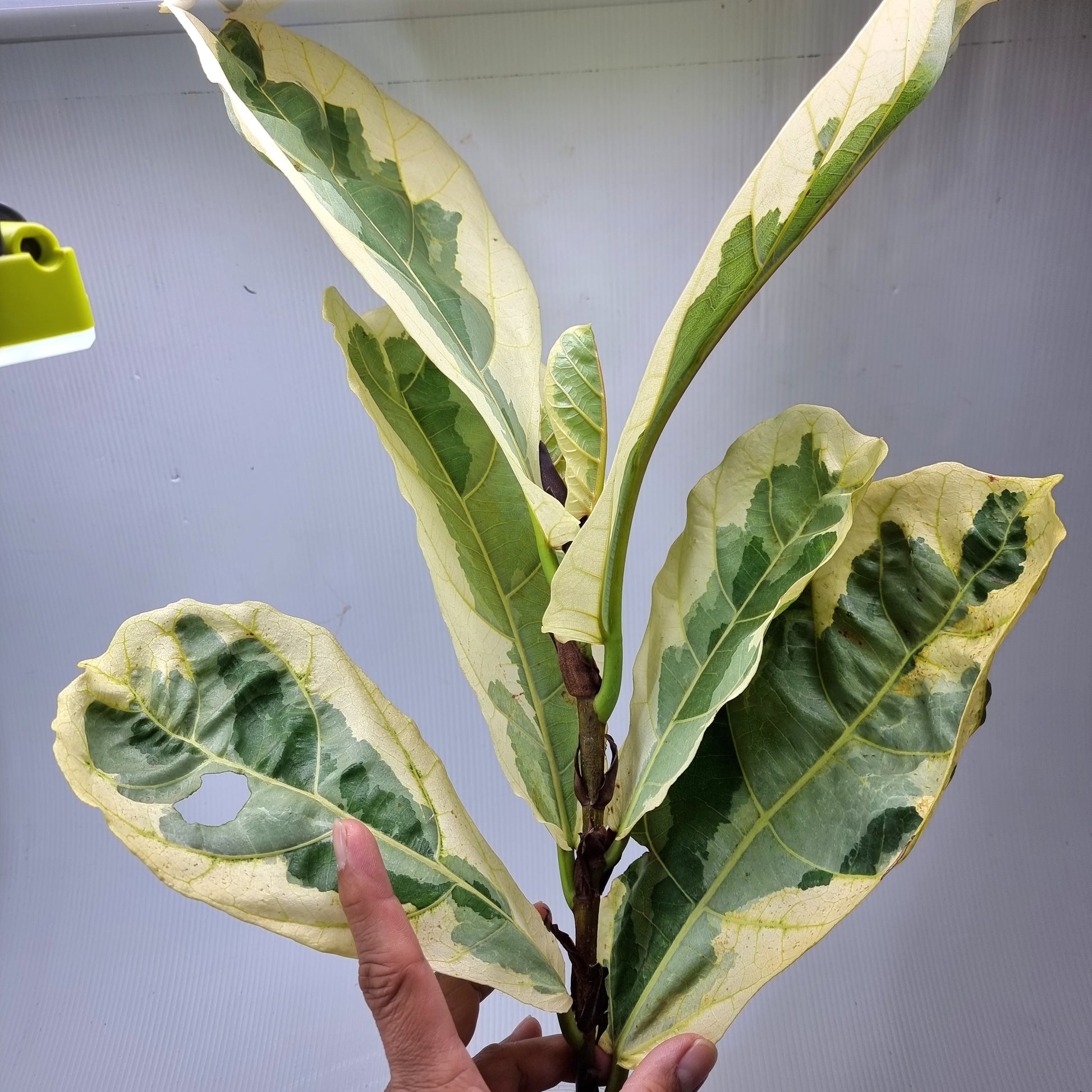 rare Variegated Ficus lyrata AKA Fiddle Leaf Fig for sale in Perth Australia