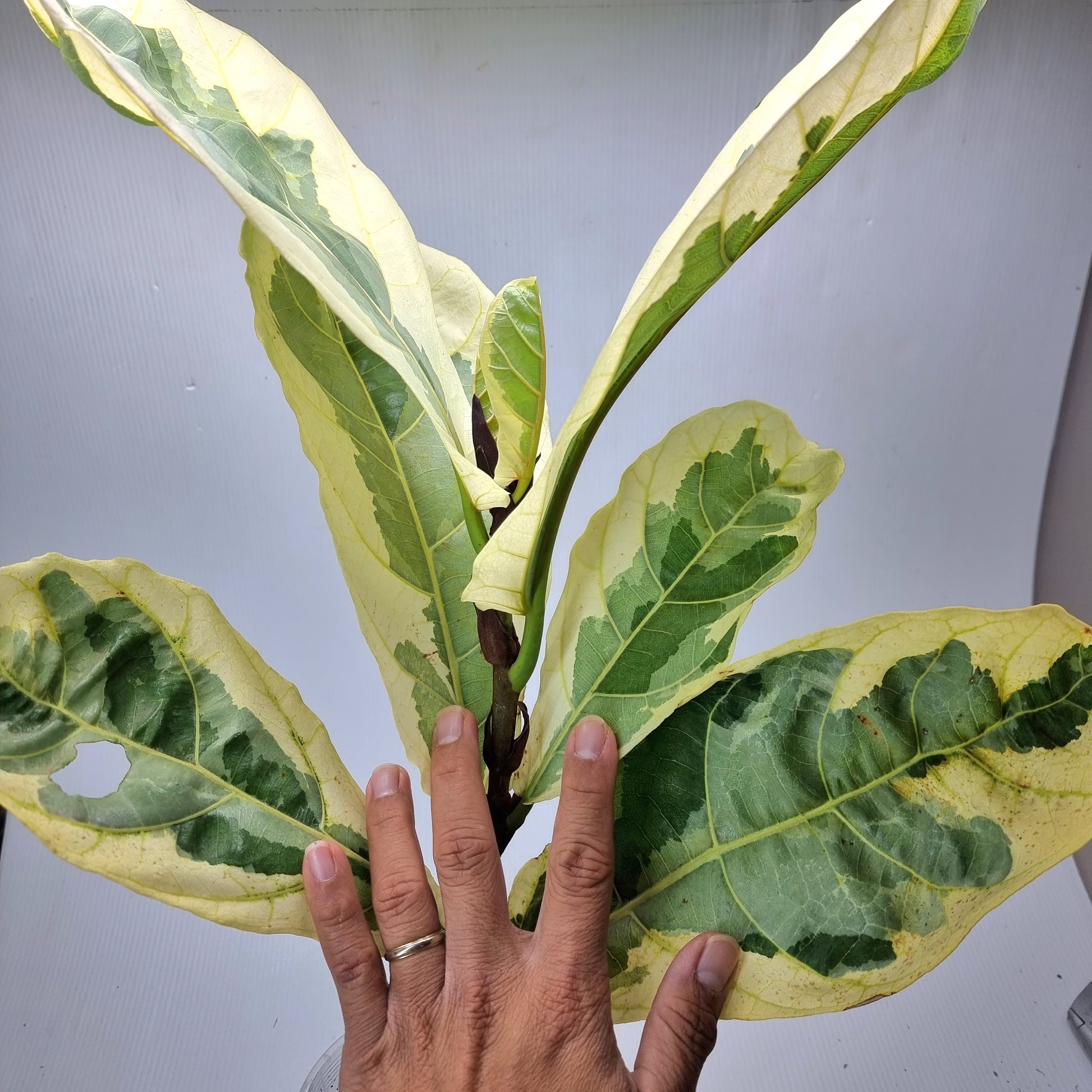 rare Variegated Ficus lyrata AKA Fiddle Leaf Fig for sale in Perth Australia