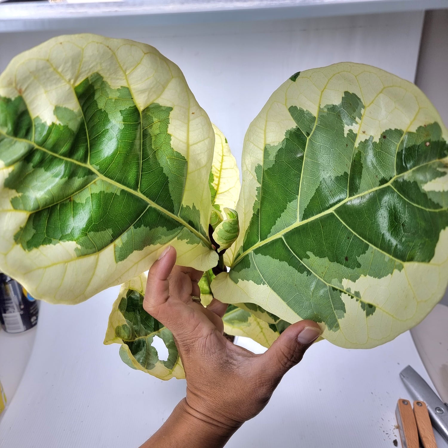 rare Variegated Ficus lyrata AKA Fiddle Leaf Fig for sale in Perth Australia