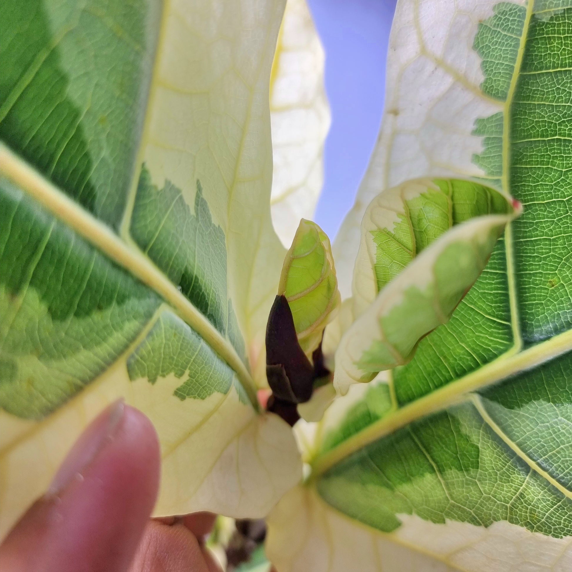 rare Variegated Ficus lyrata AKA Fiddle Leaf Fig for sale in Perth Australia