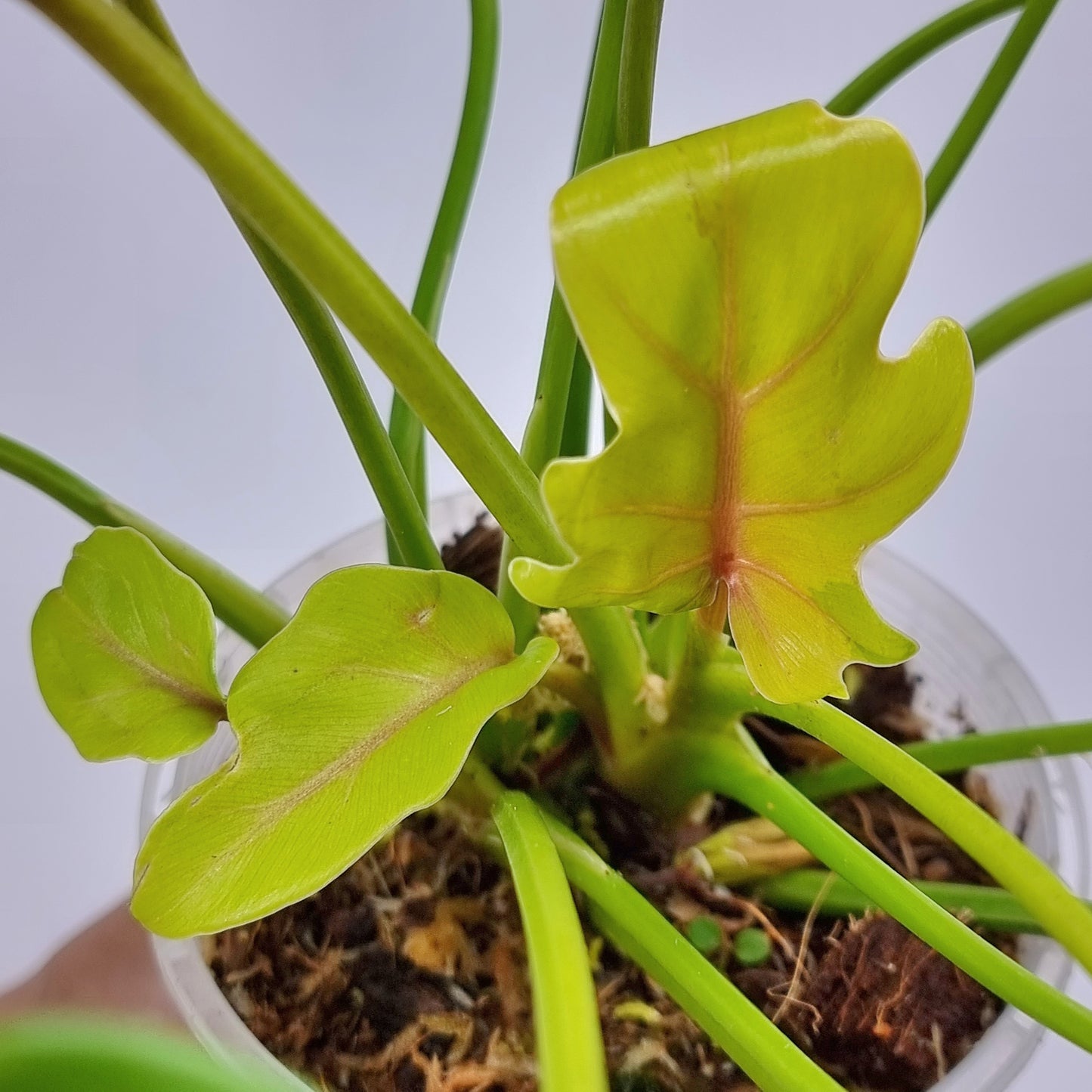 rare Thaumatophyllum xanadu variegated for sale in Perth Australia