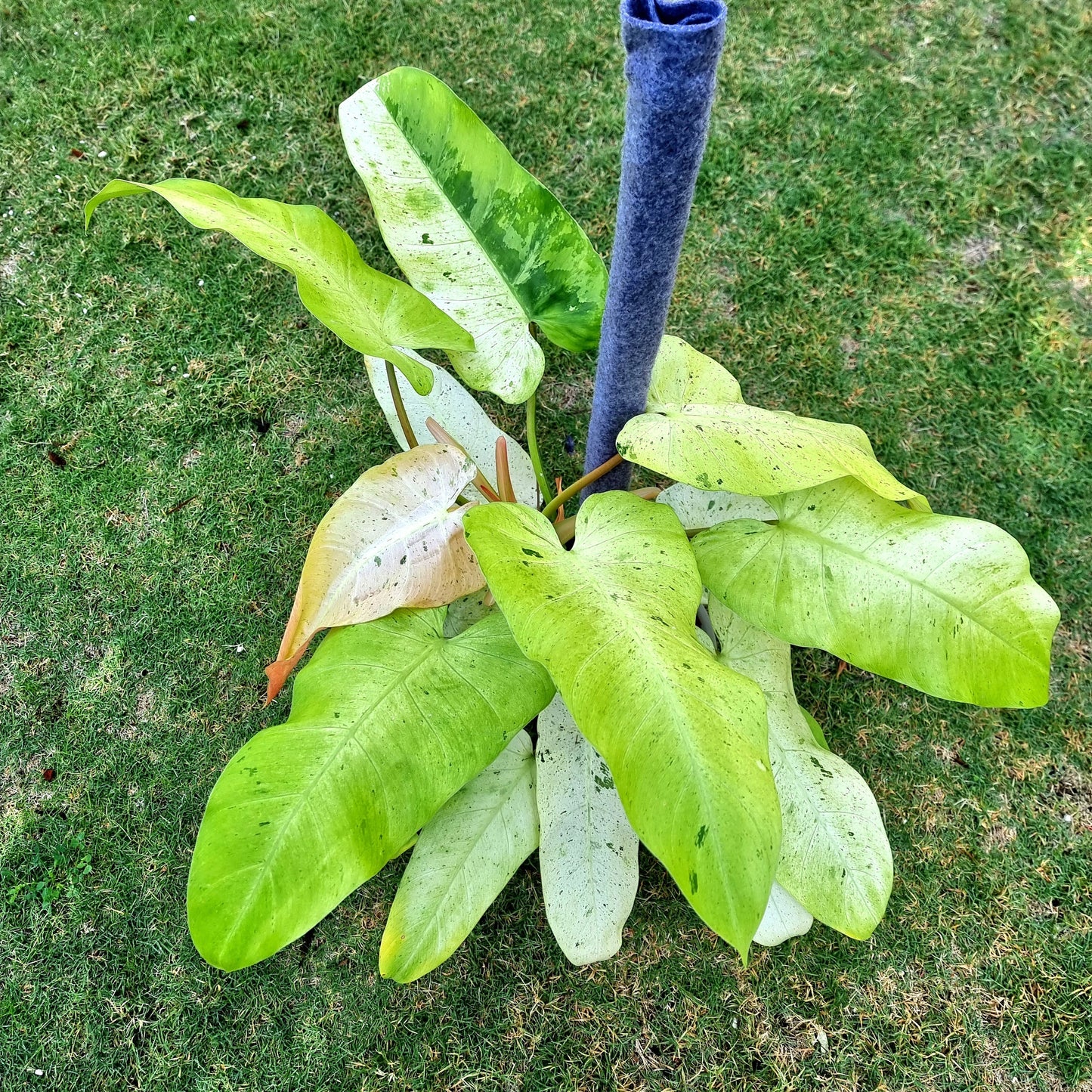 rare Philodendron Whipple Way for sale in Perth Australia