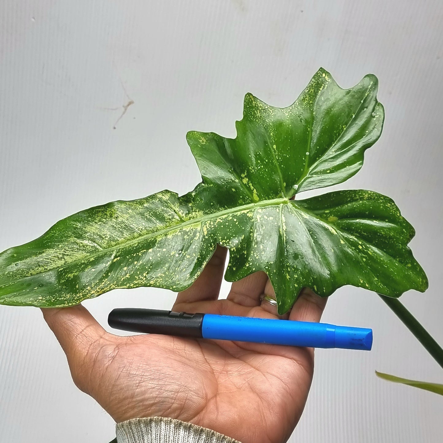 Philodendron Golden dragon 'Gold spot' for sale in Perth Australia