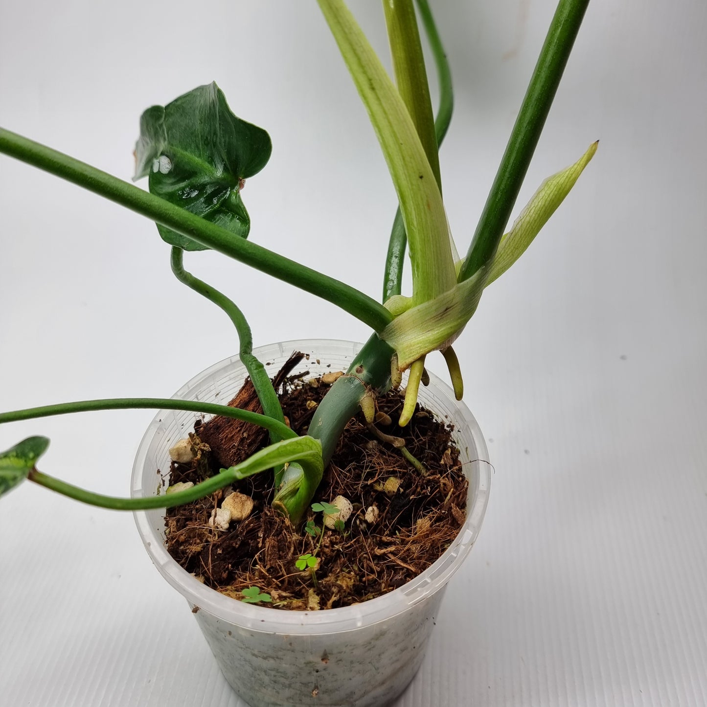 Philodendron Golden dragon 'Gold spot' for sale in Perth Australia