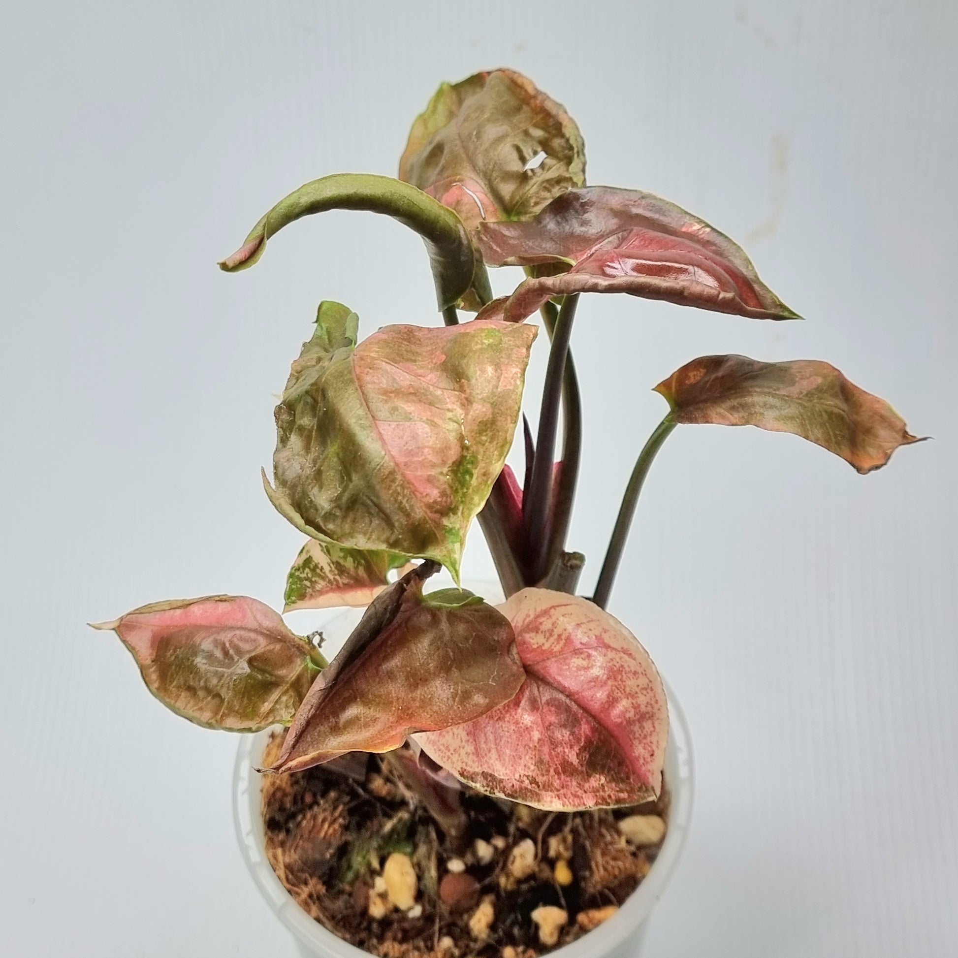 rare Syngonium Strawberry Ice Galaxy for sale in Perth Australia