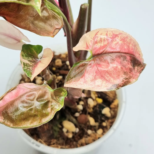 rare Syngonium Strawberry Ice Galaxy for sale in Perth Australia