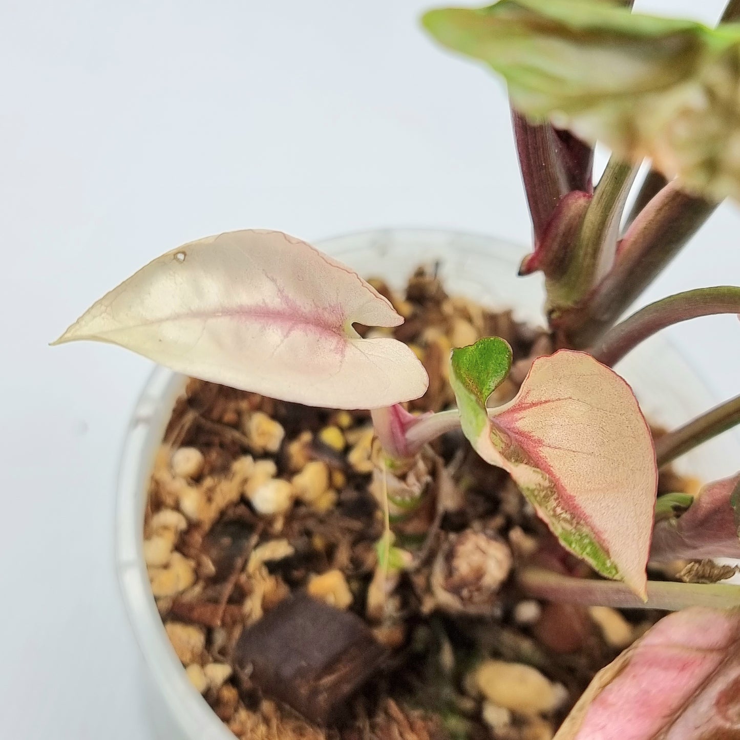 rare Syngonium Strawberry Ice Galaxy for sale in Perth Australia