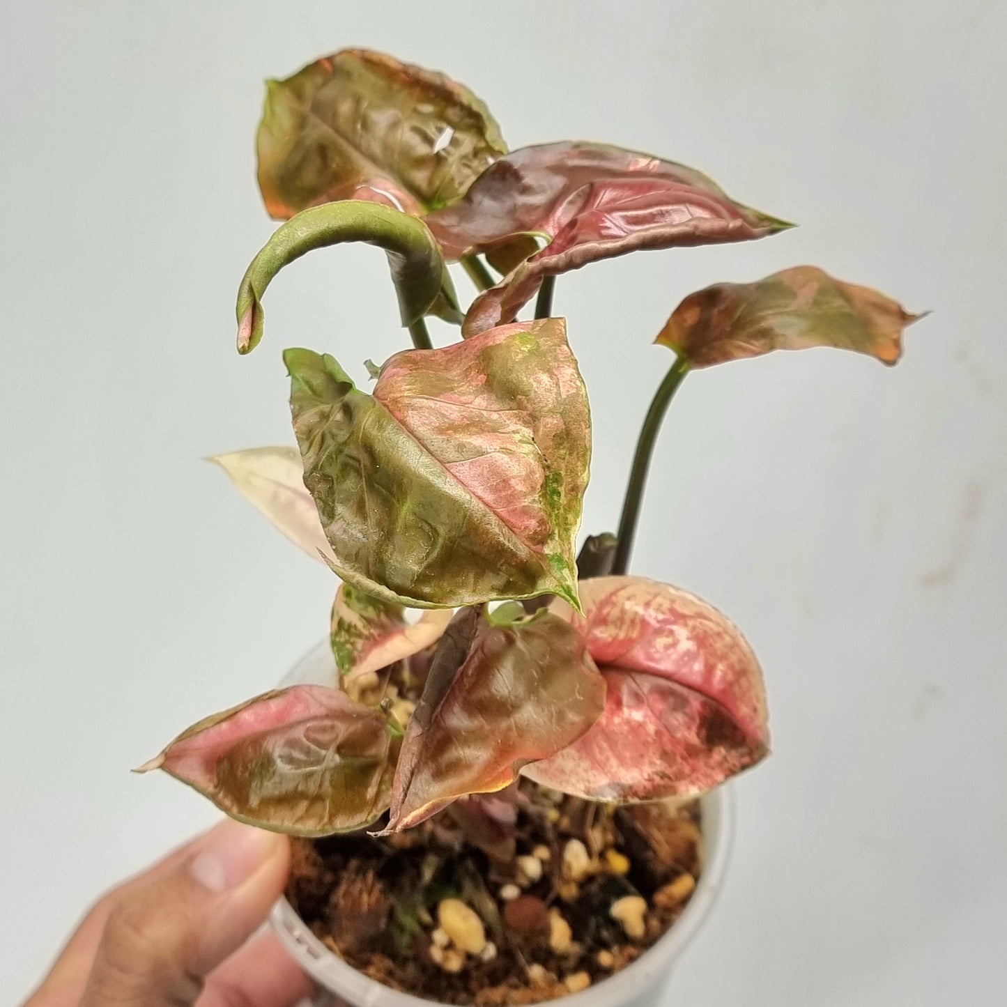 rare Syngonium Strawberry Ice Galaxy for sale in Perth Australia