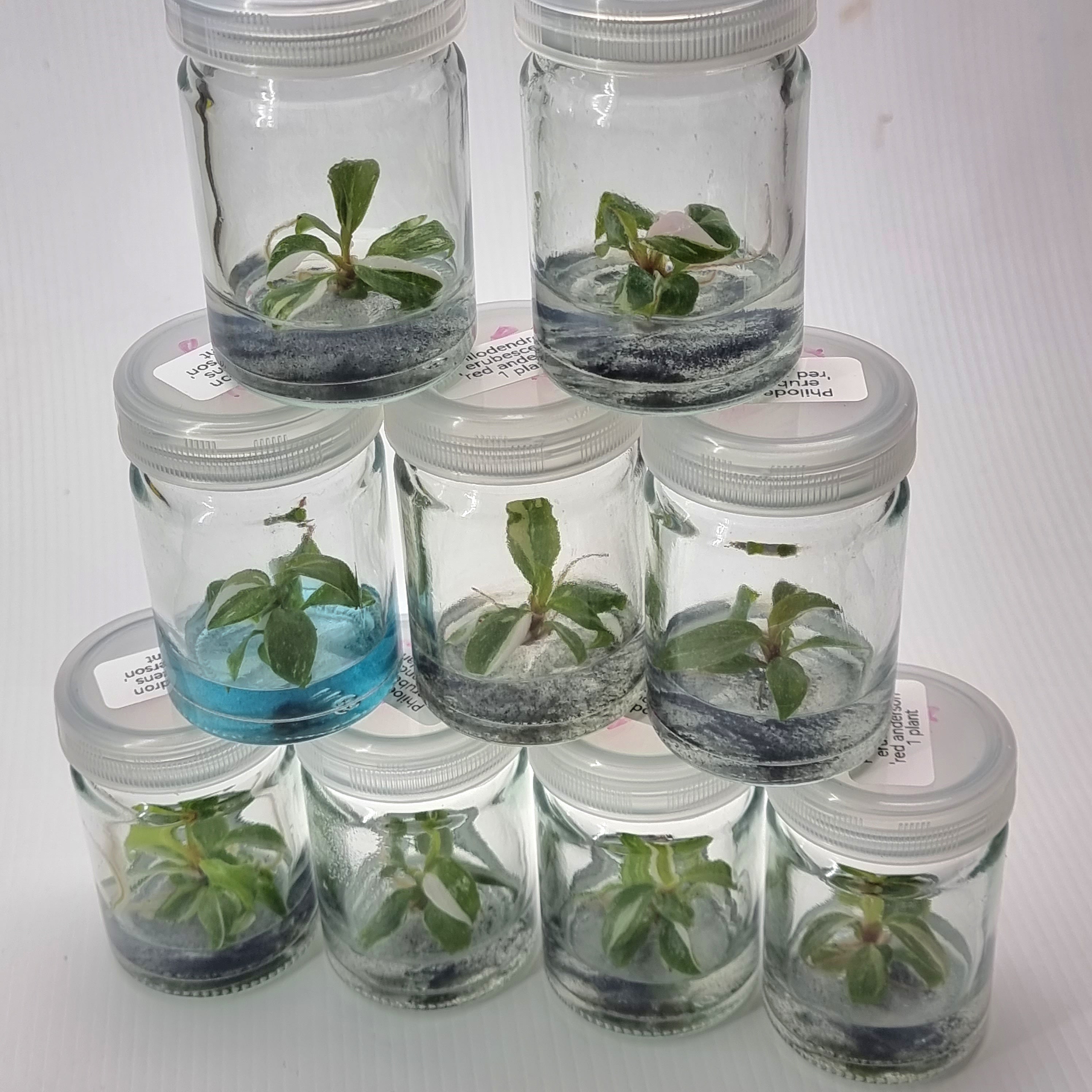 Tissue Culture Kits Flora Magnifica Australia